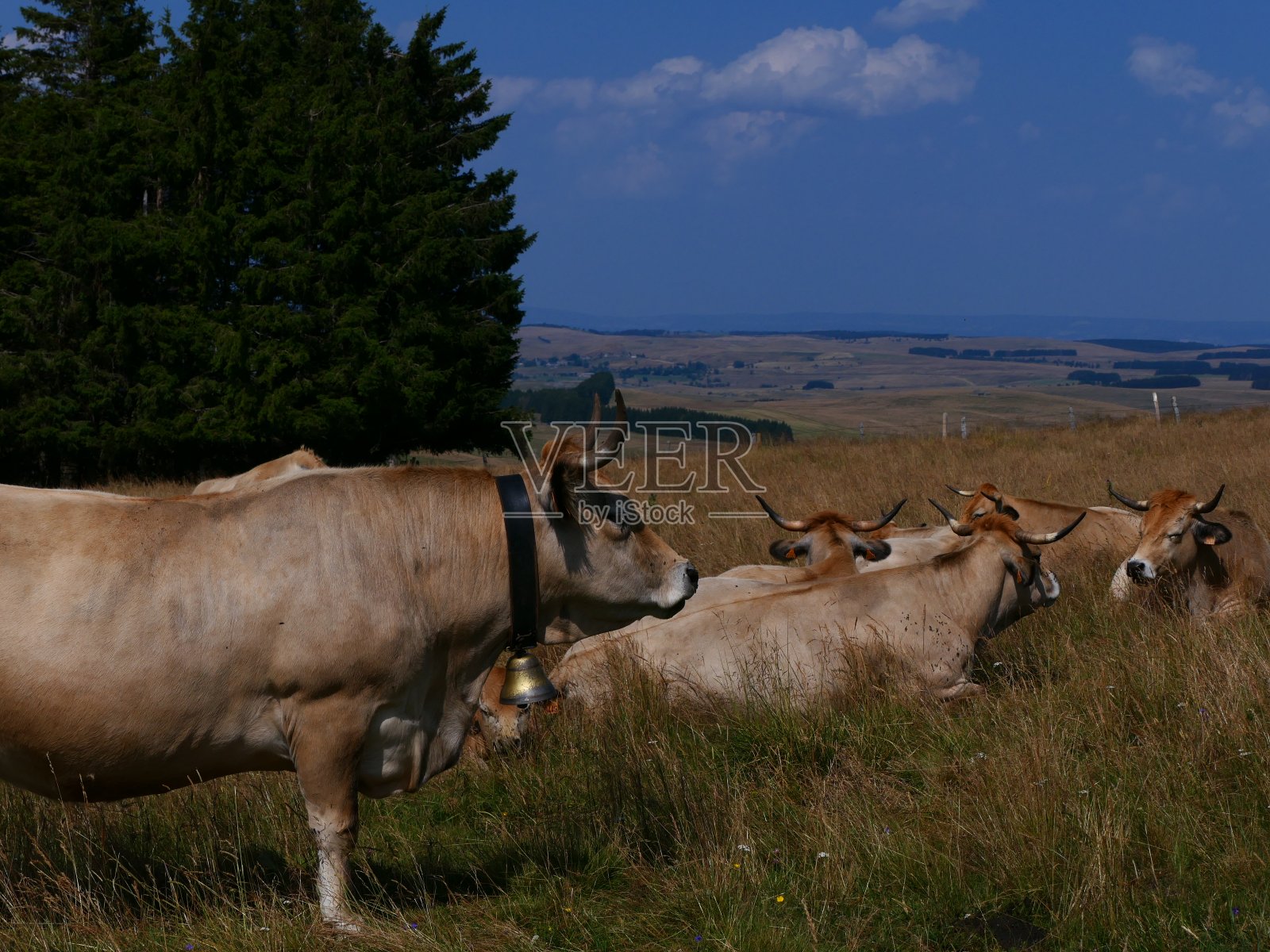 一群牛，奥布拉克高原照片摄影图片