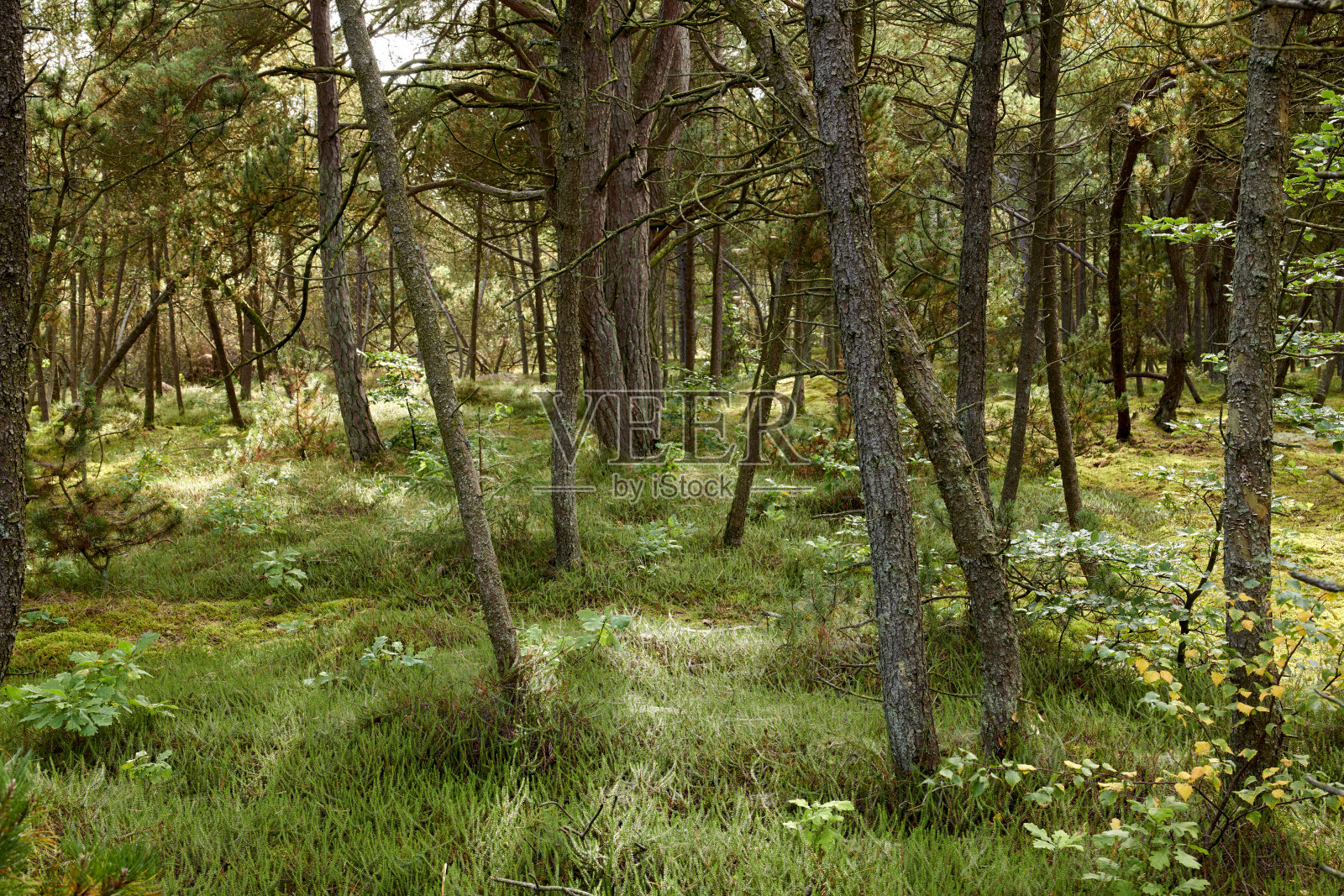森林的荒野照片摄影图片
