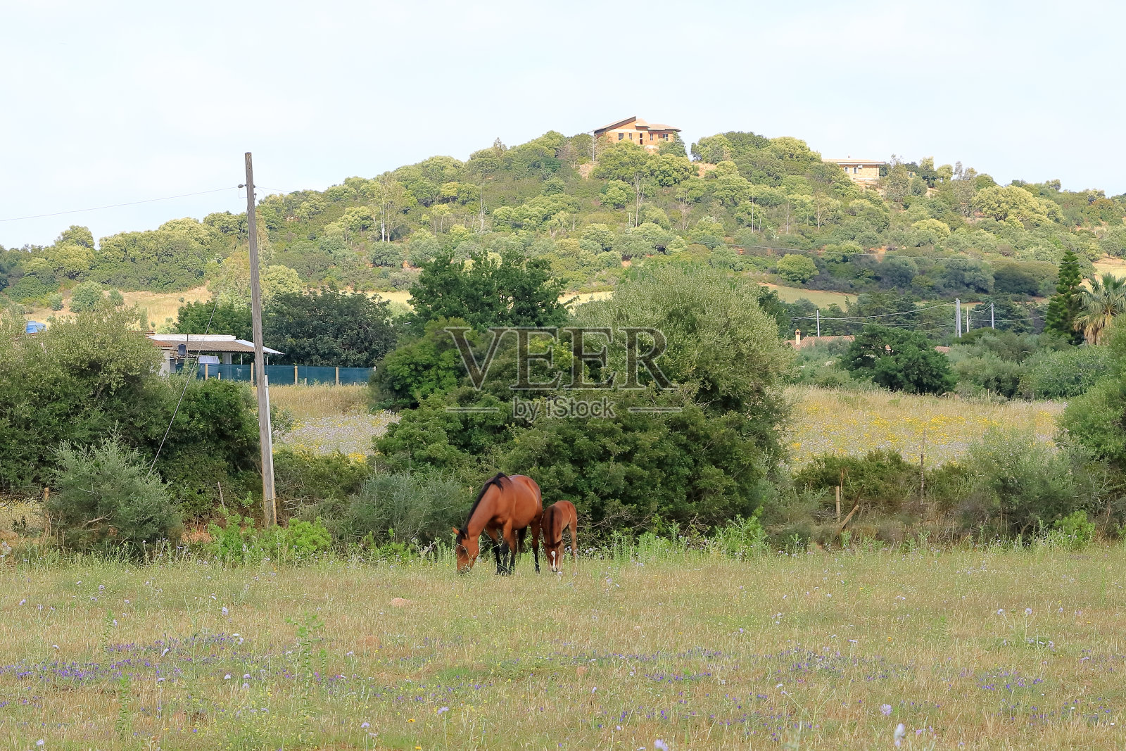 夏天，撒丁岛一个农场的绿色牧场上，一匹棕色的马和她的小马驹照片摄影图片