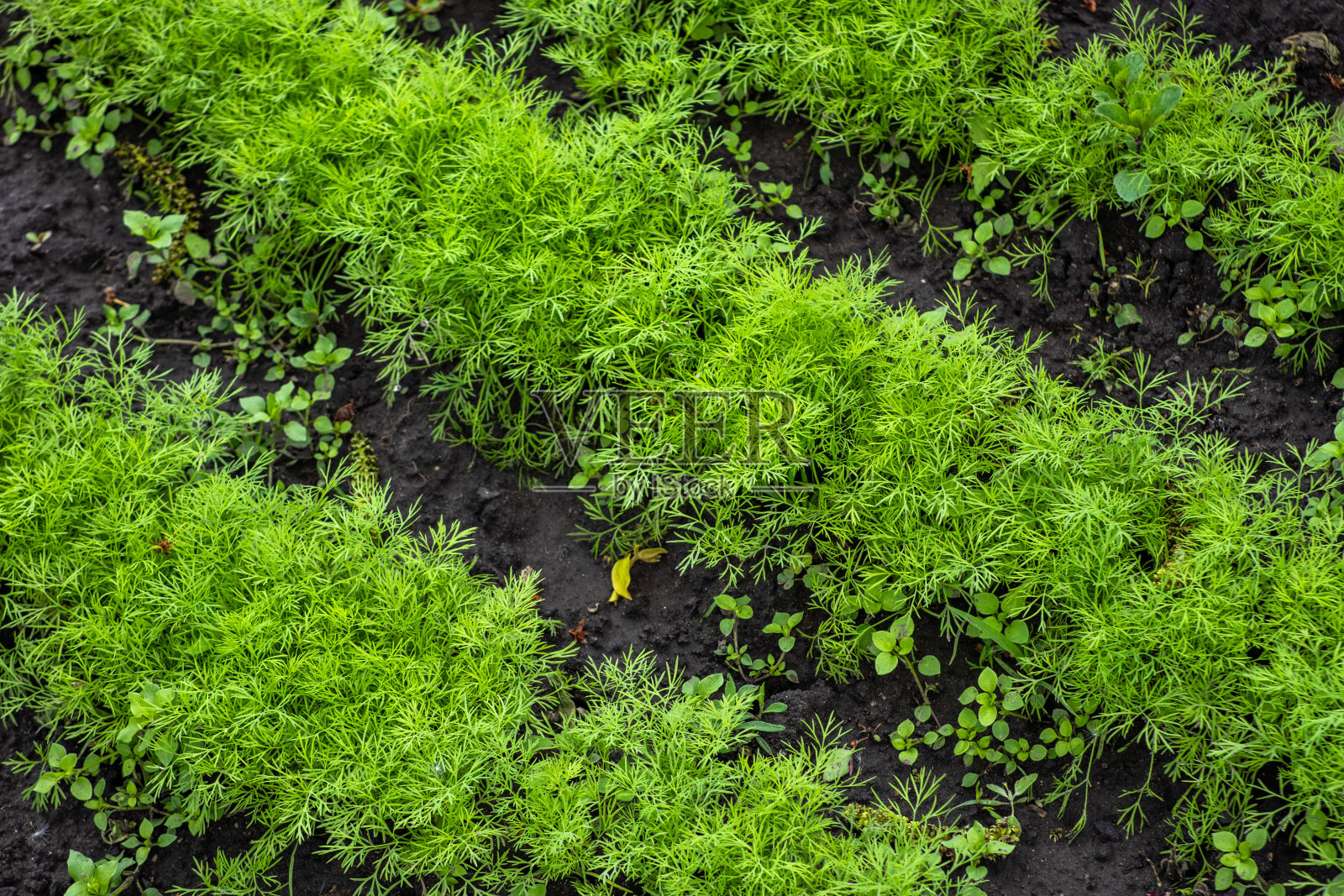 绿油油的小茴香生长在花园的花圃里照片摄影图片