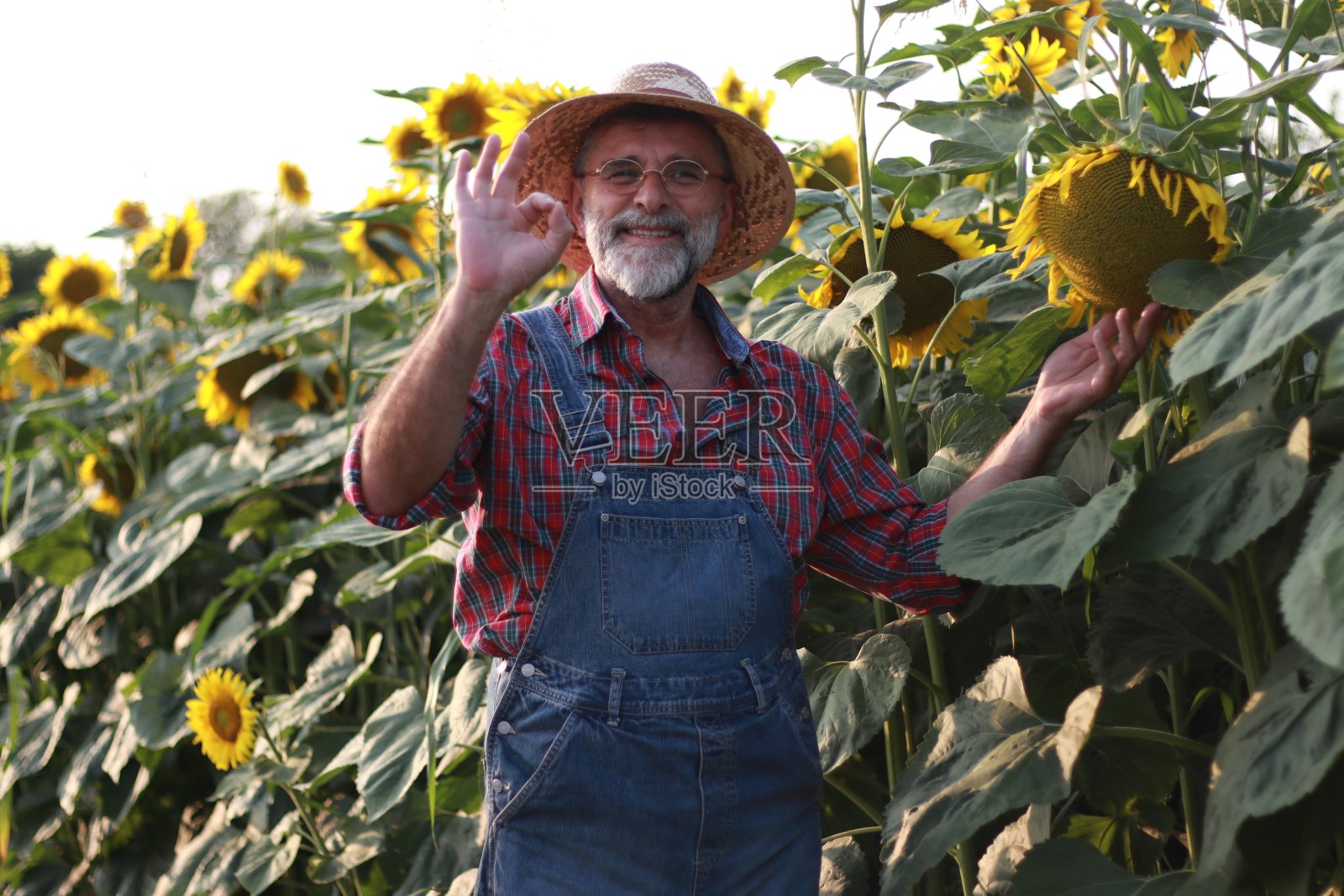 农民在向日葵地里照片摄影图片