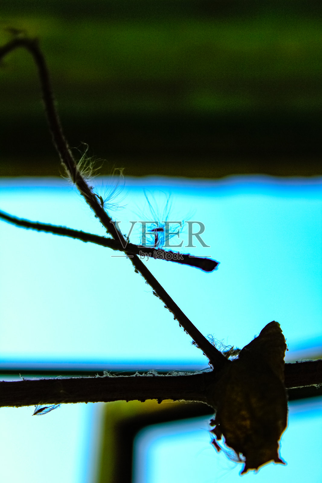 旧的，破碎的，生锈的窗框的特写，蒲公英在生锈的钢铁上。照片摄影图片