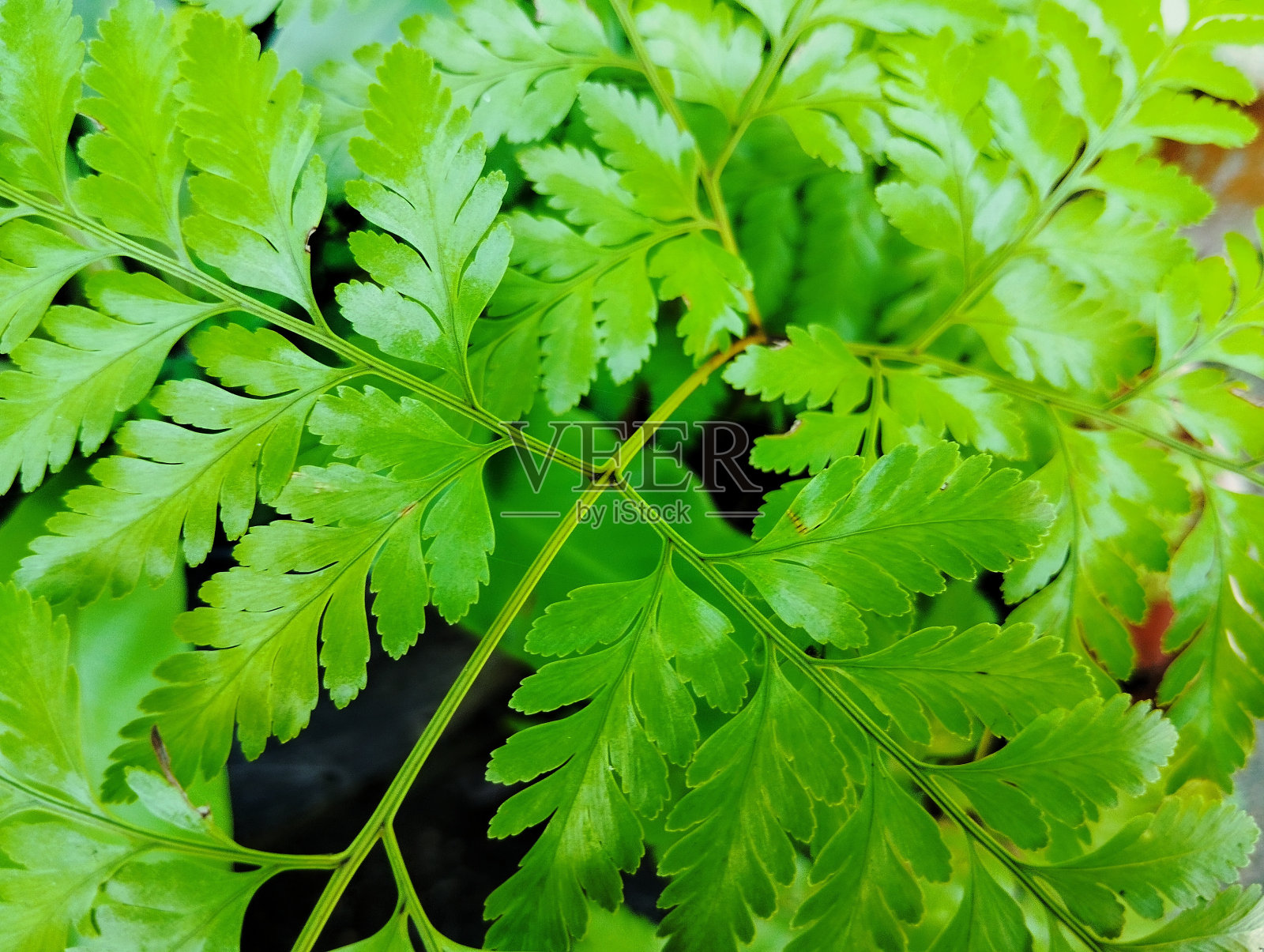 特写绿色蕨叶照片摄影图片