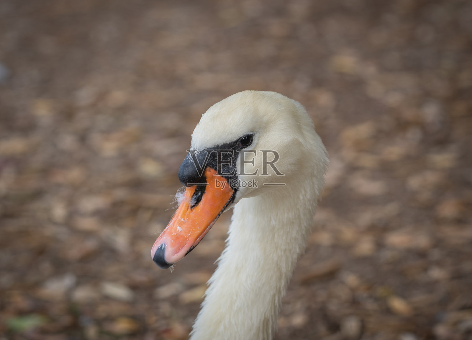 巨大的白色哑巴天鹅坐在湖边的小路上，挡住了去路照片摄影图片