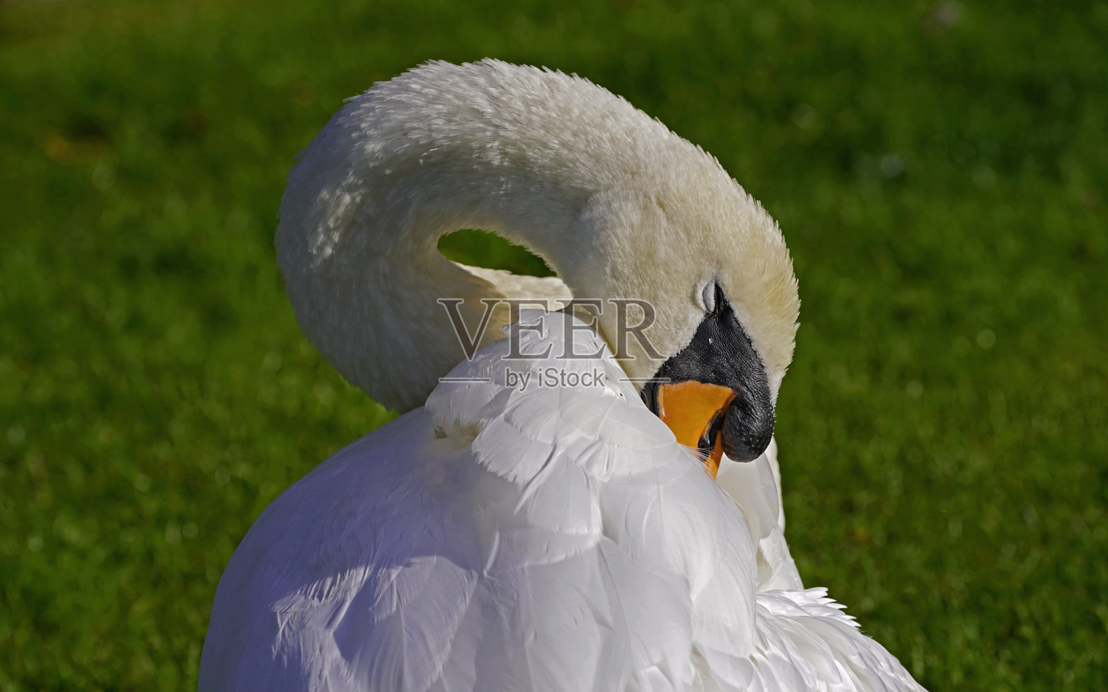 欧登塞草地上的一只天鹅照片摄影图片