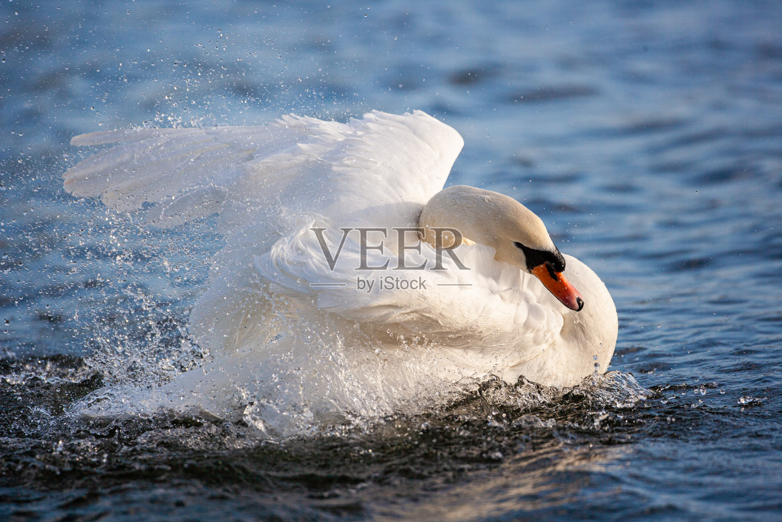 伦敦一只疣头天鹅拍打着翅膀清洁自己照片摄影图片