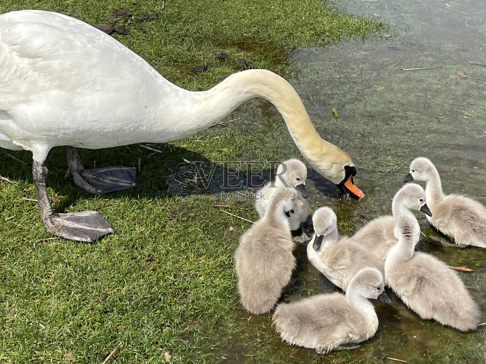 安静的天鹅和刚孵出的毛茸茸的小天鹅在池塘边被淹的草地上，阳光明媚的春天，聚焦前景照片摄影图片