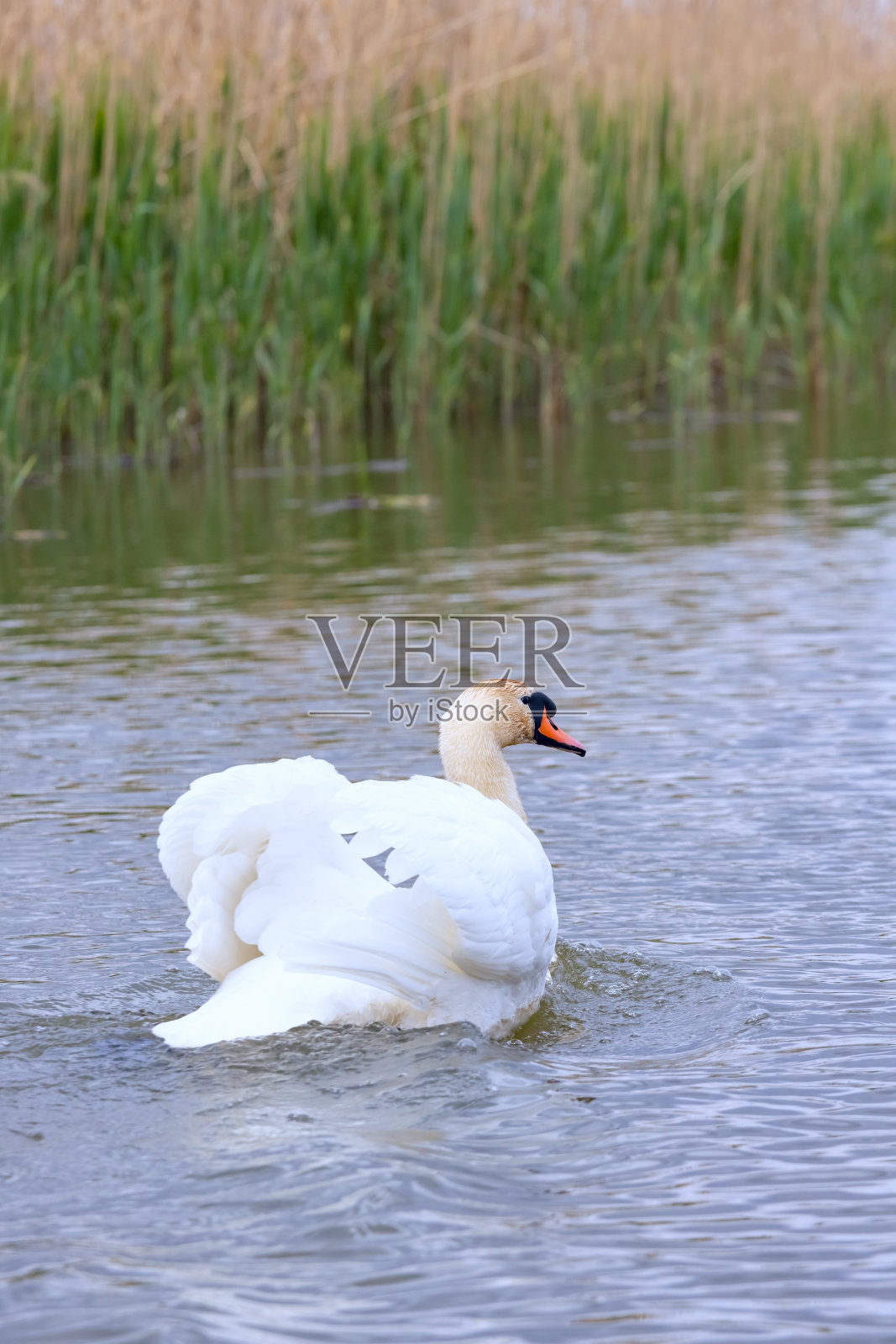 在伏尔加河中游泳的疣头天鹅(天鹅色)照片摄影图片