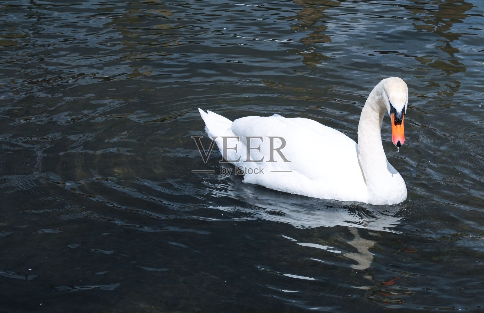 天鹅在湖里游泳照片摄影图片