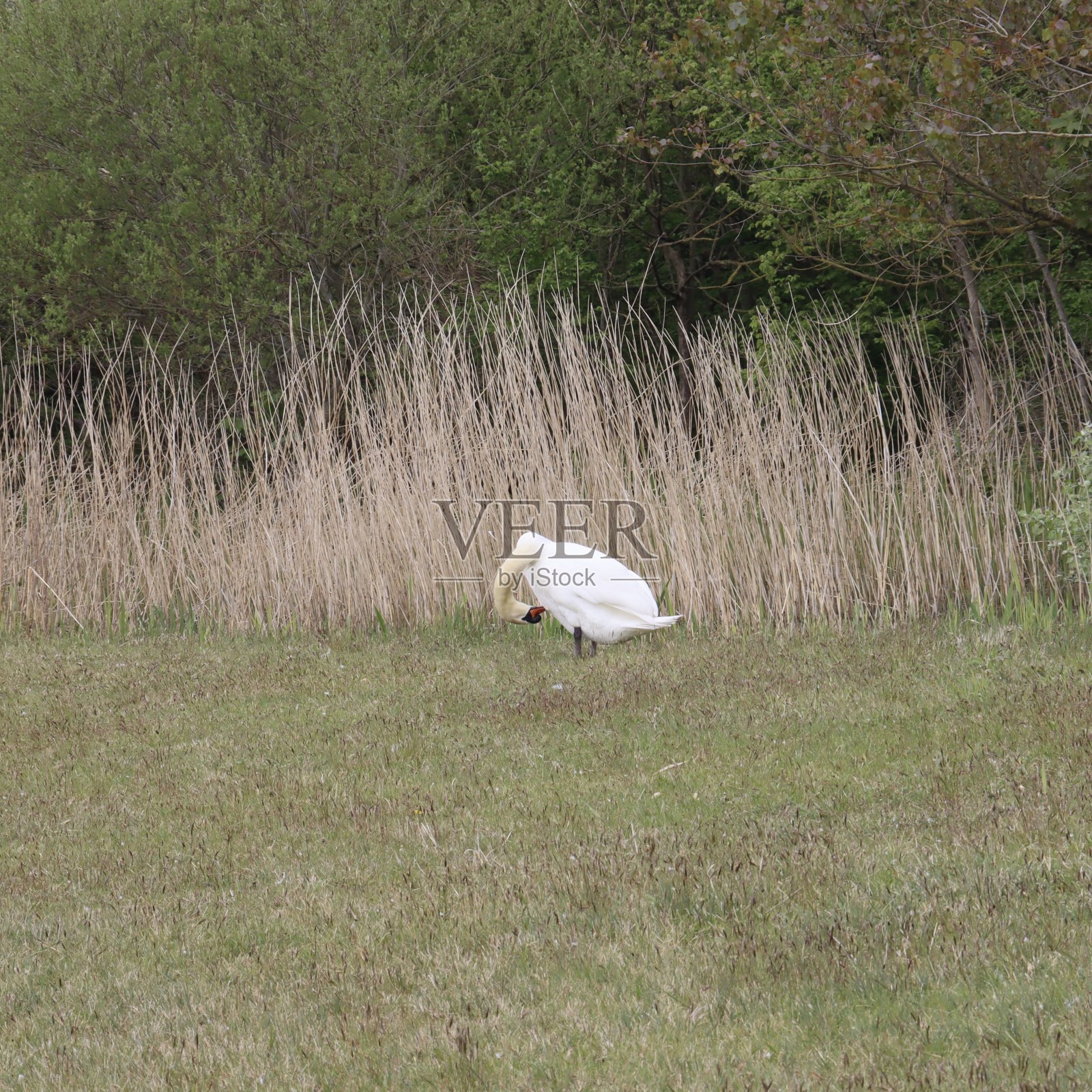 沙丘中的天鹅照片摄影图片