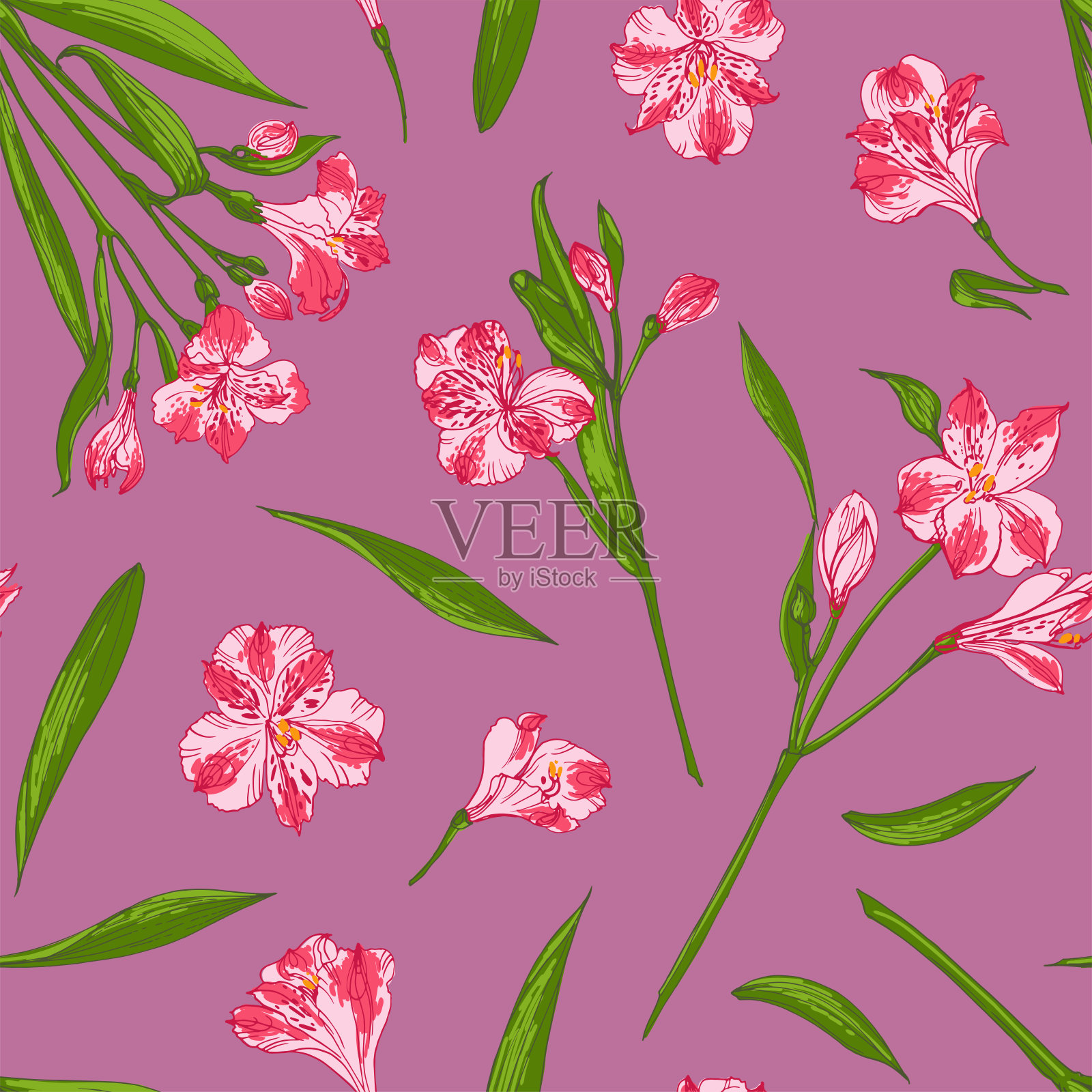 花粉色矢量线图。Alstroemeria。一套花的元素。婚礼装饰。插画图片素材