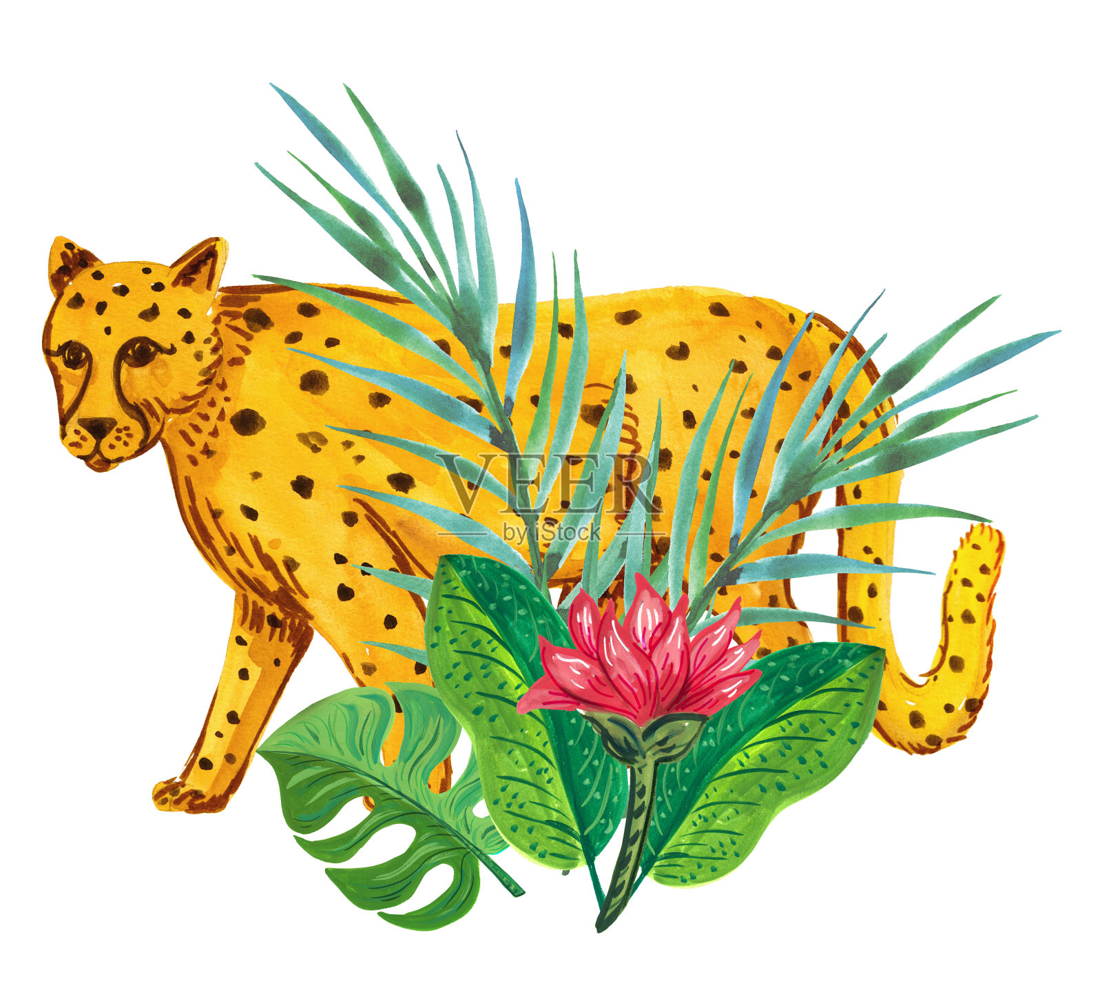 水彩和水粉手绘猎豹和植物在一个白色的背景插画图片素材