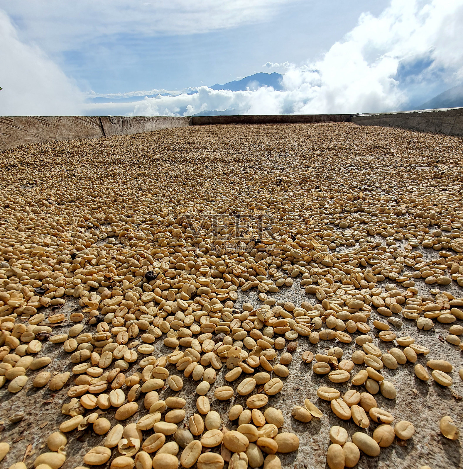 干燥过程中的咖啡照片摄影图片