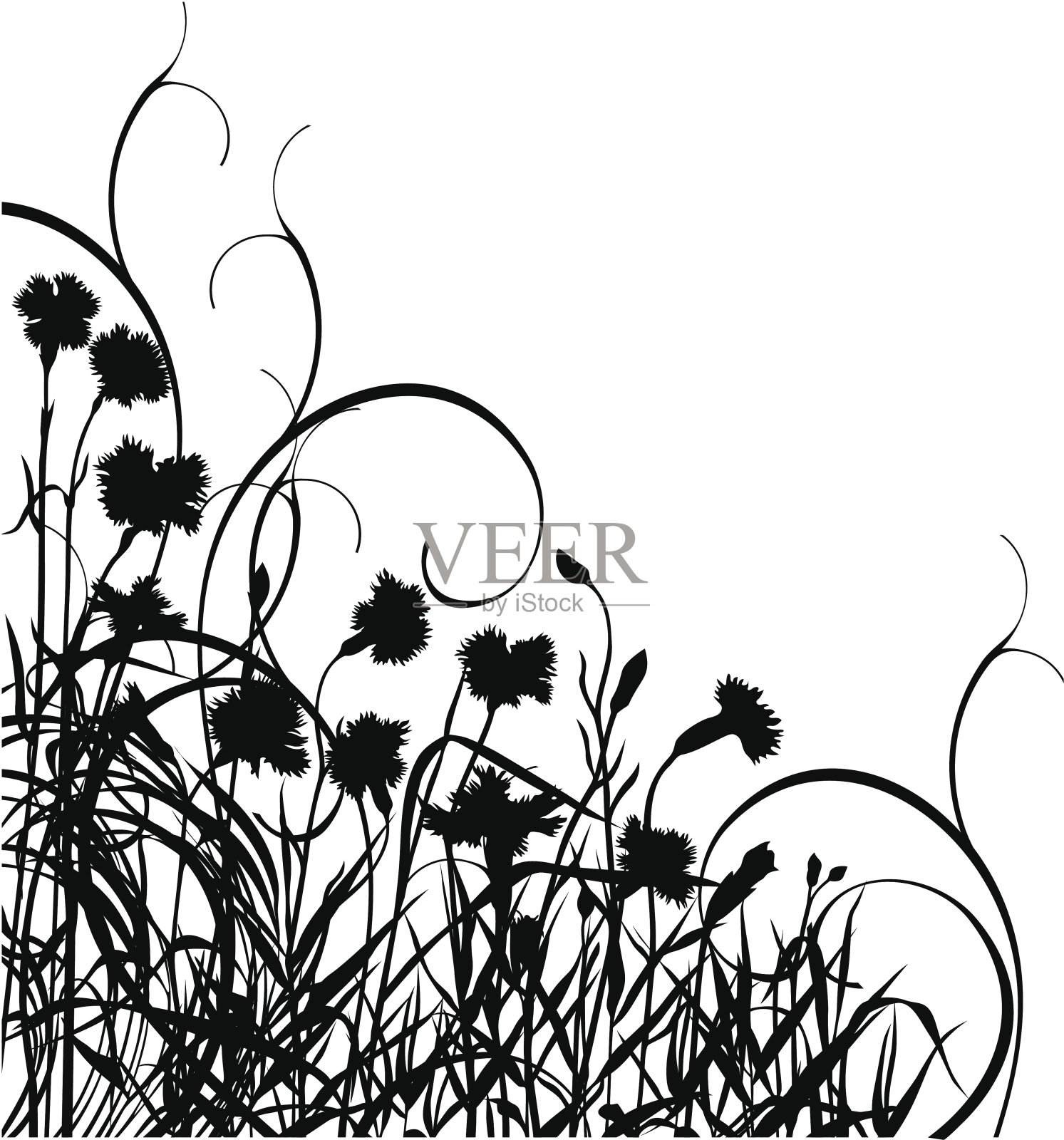 康乃馨和卷轴插画图片素材