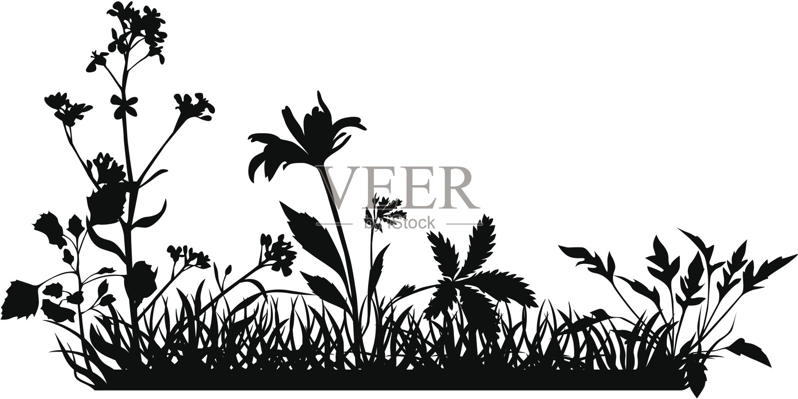 禾本科植物插画图片素材