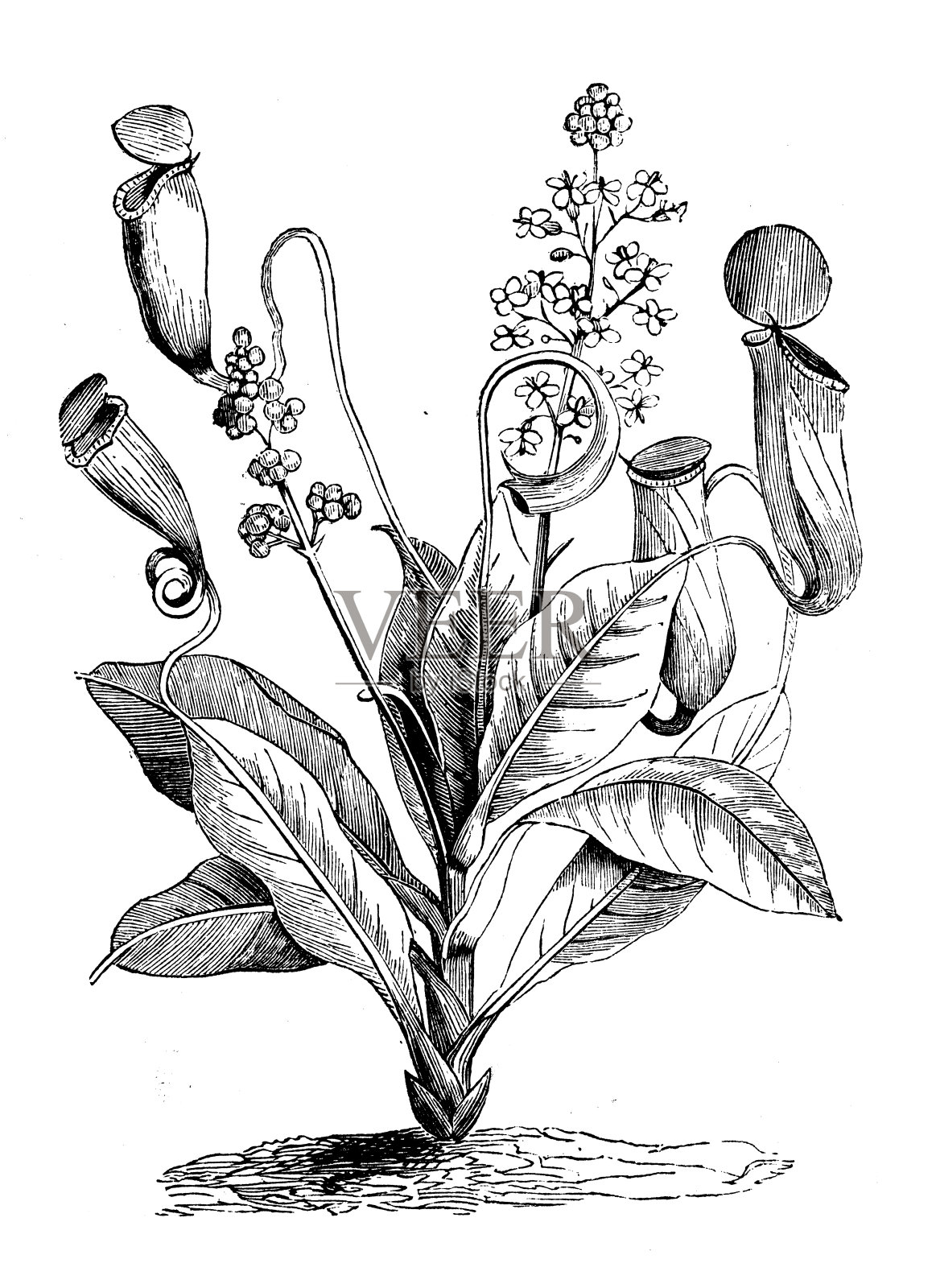 古董植物学插图:忘忧草，热带猪笼草，猴杯插画图片素材
