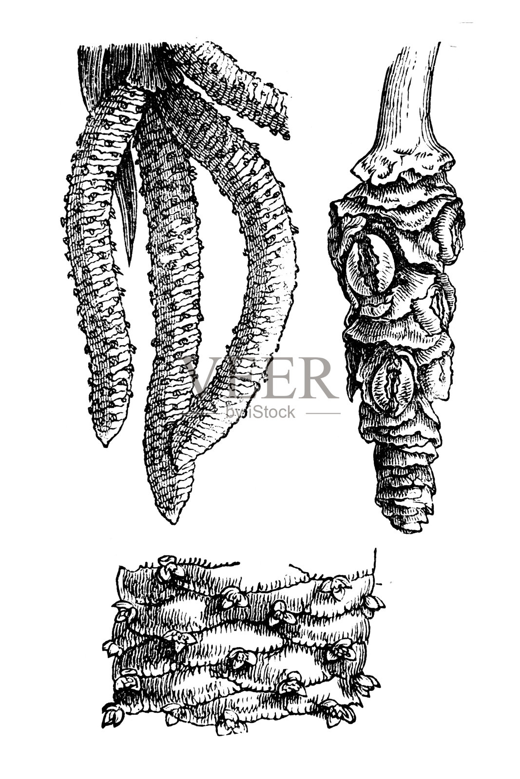 双棕榈，棕榈棕榈，塔拉棕榈，棕榈棕榈或酒棕榈(Borassus flabellifer)插画图片素材