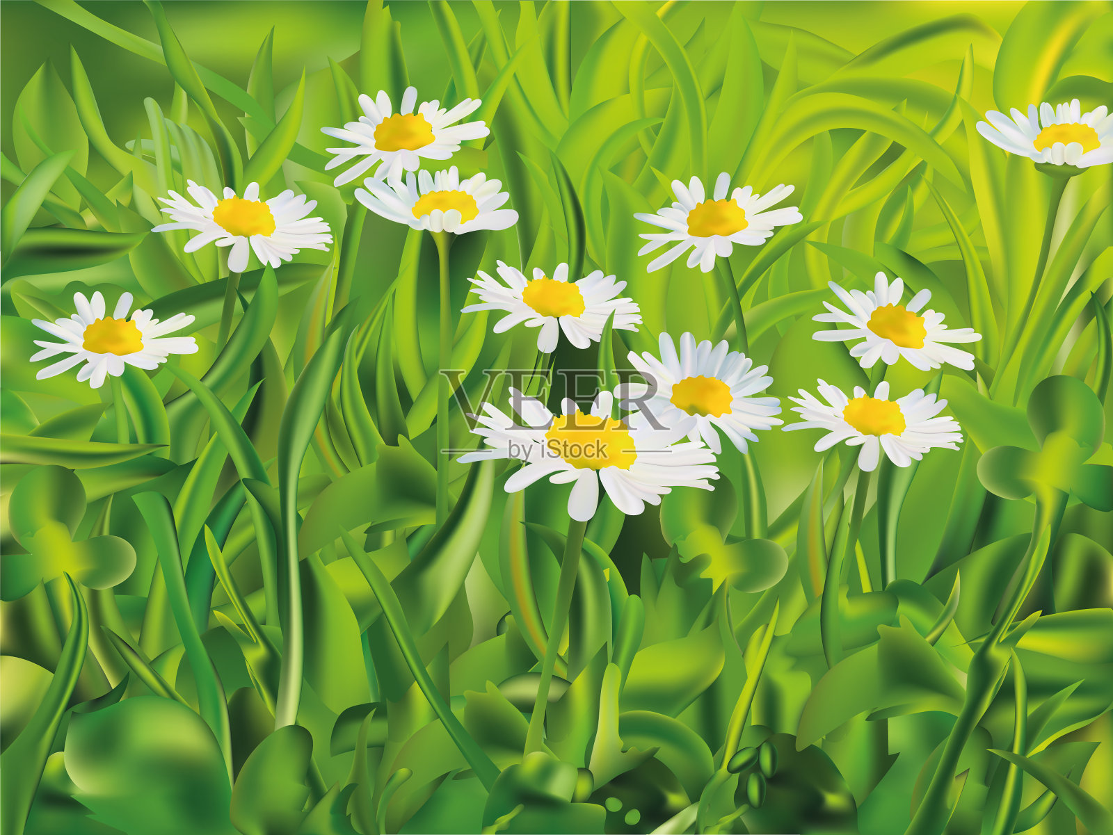 春天绿草和甘菊3d插画图片素材