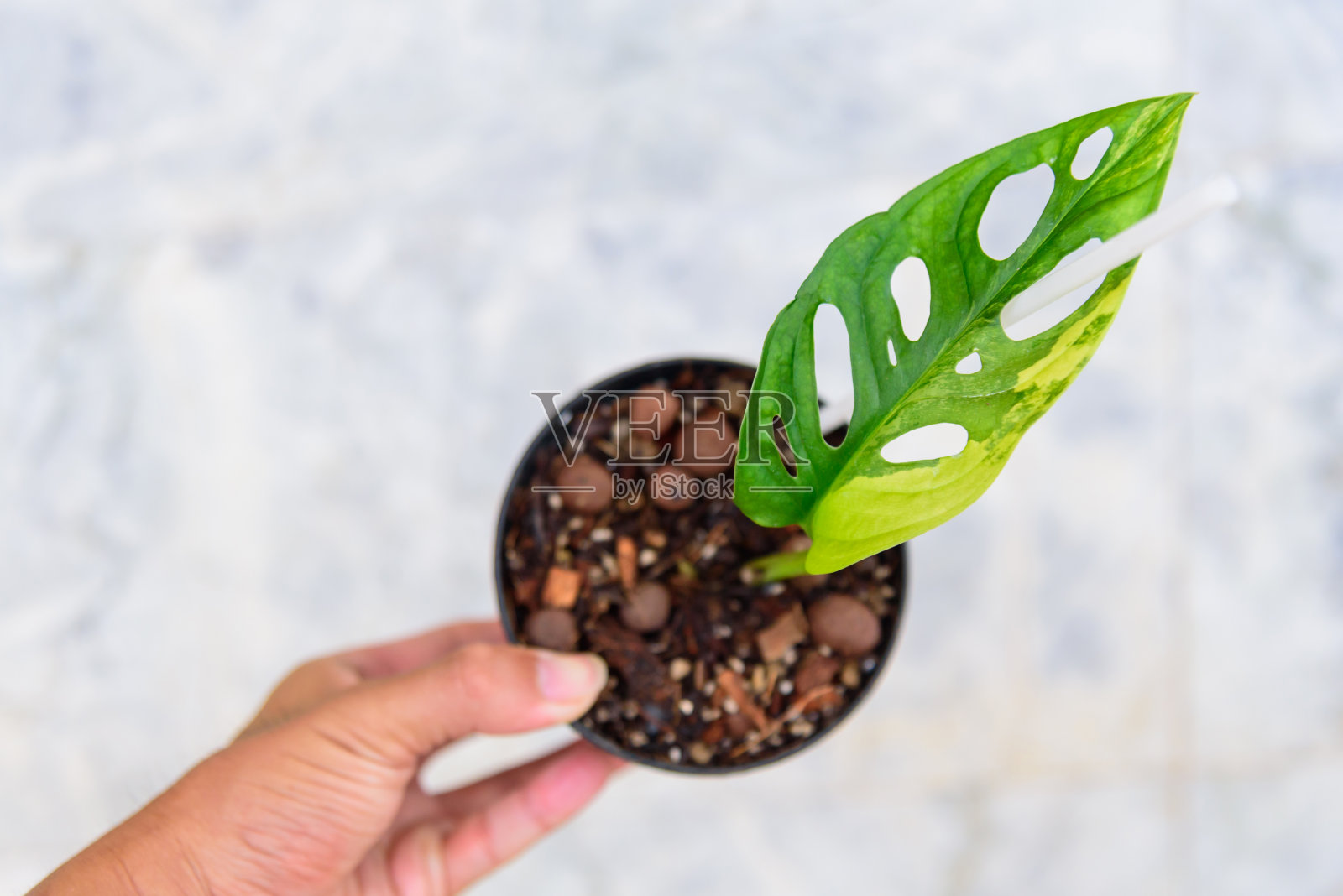 怪物照片摄影图片