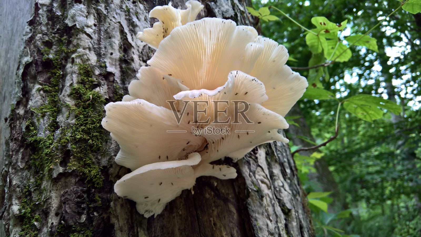 下面的蘑菇照片摄影图片