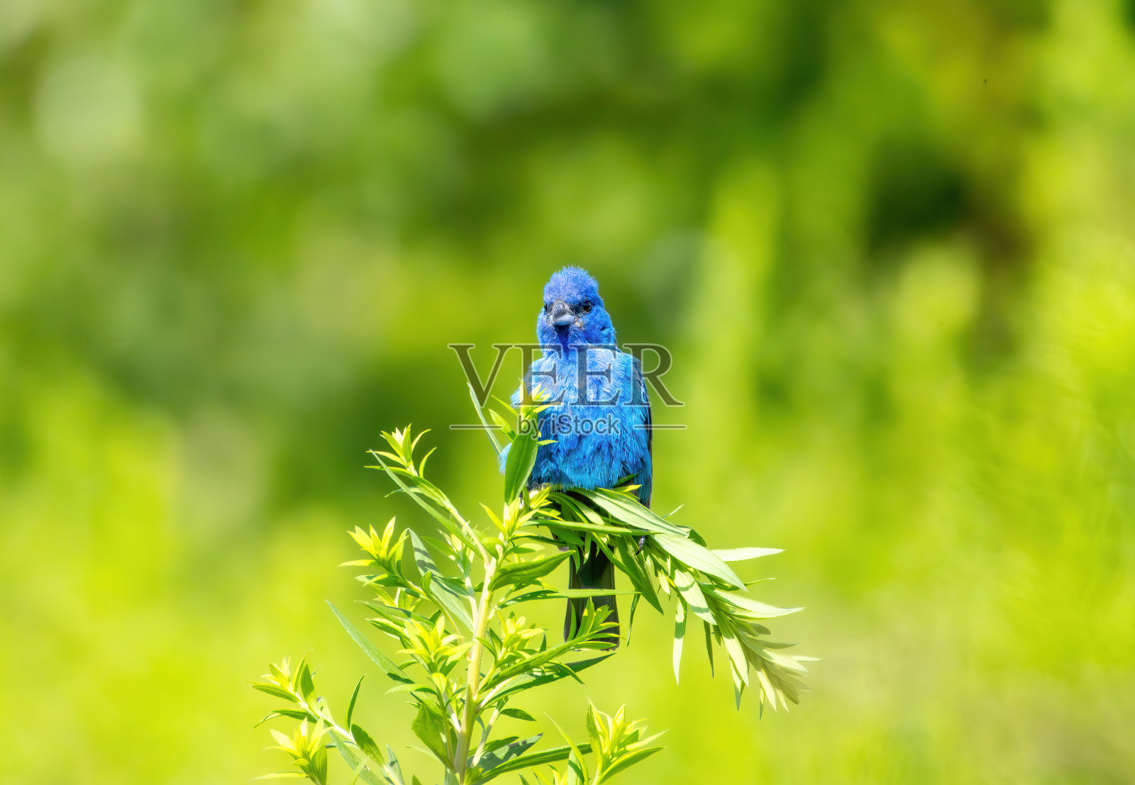 野生动物、徒步旅行与自然风光照片摄影图片