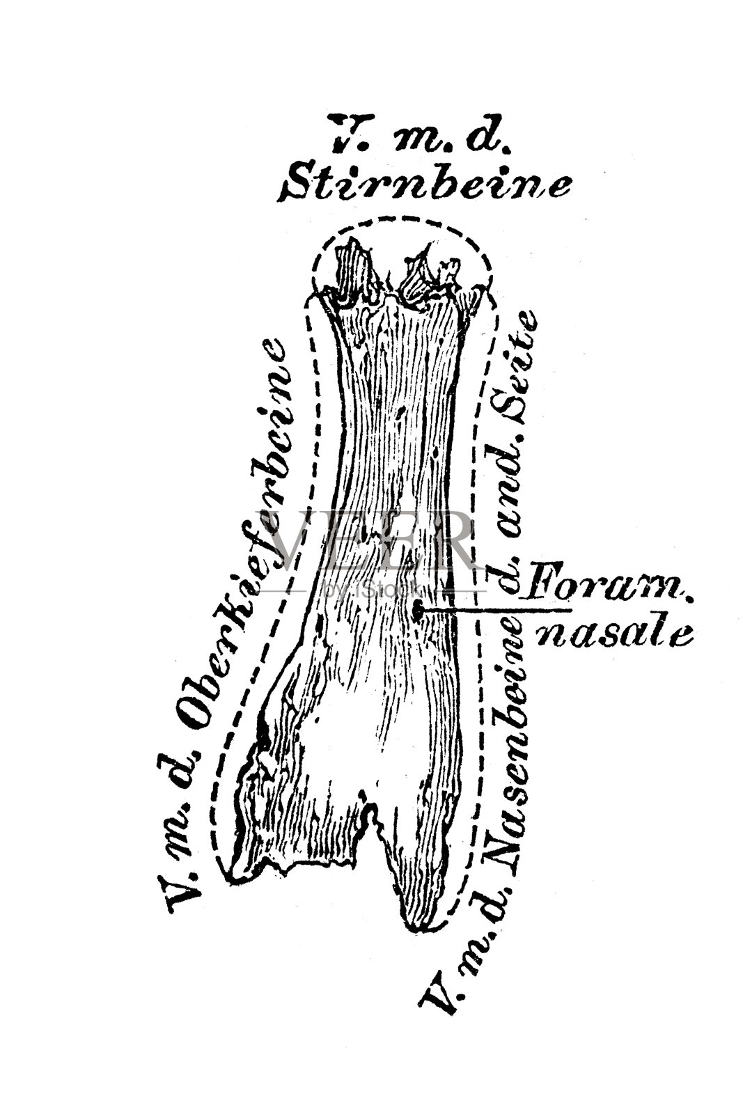鼻骨插画图片素材