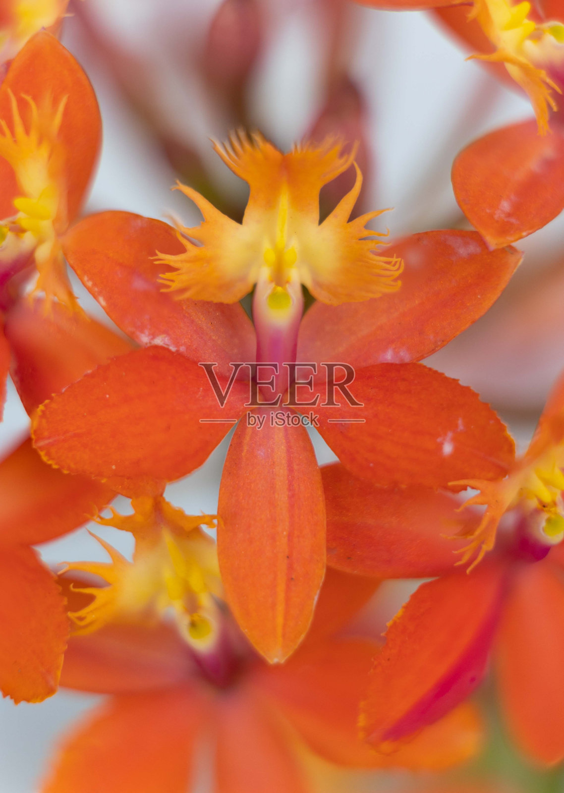 桔梗兰开花的微距照片照片摄影图片