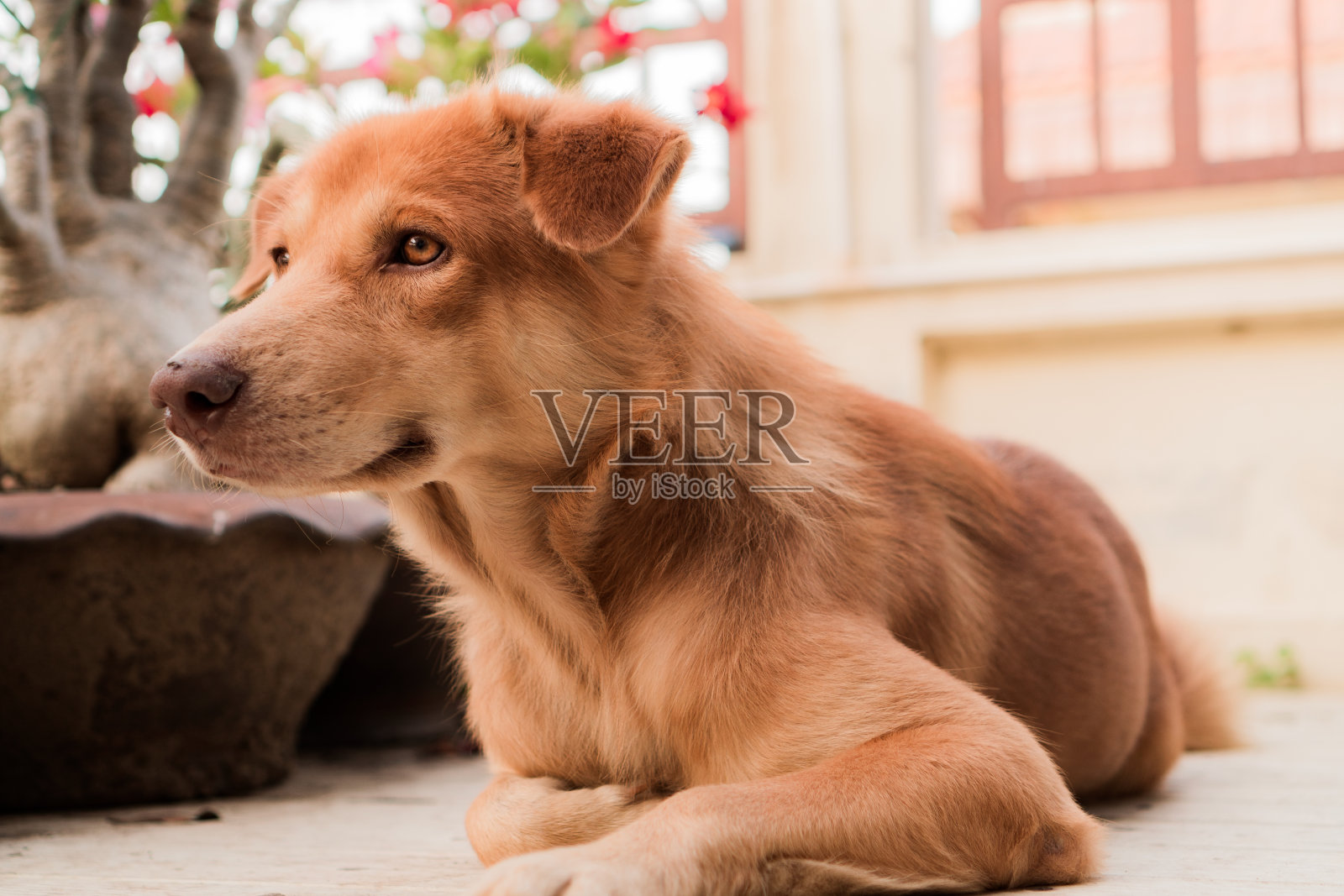 棕色的狗躺在花园里的地板上，选择性地集中注意力照片摄影图片