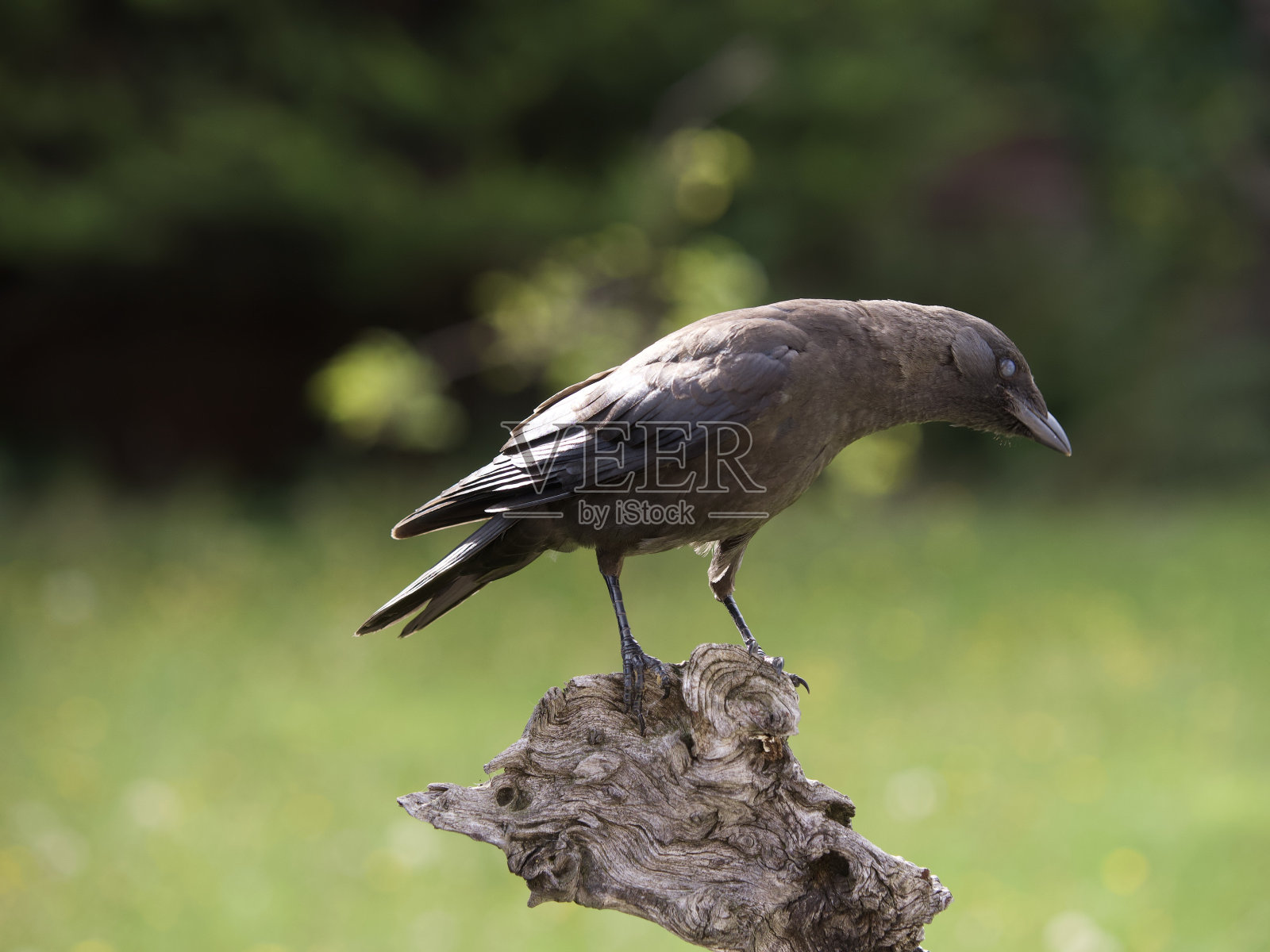 寒鸦照片摄影图片