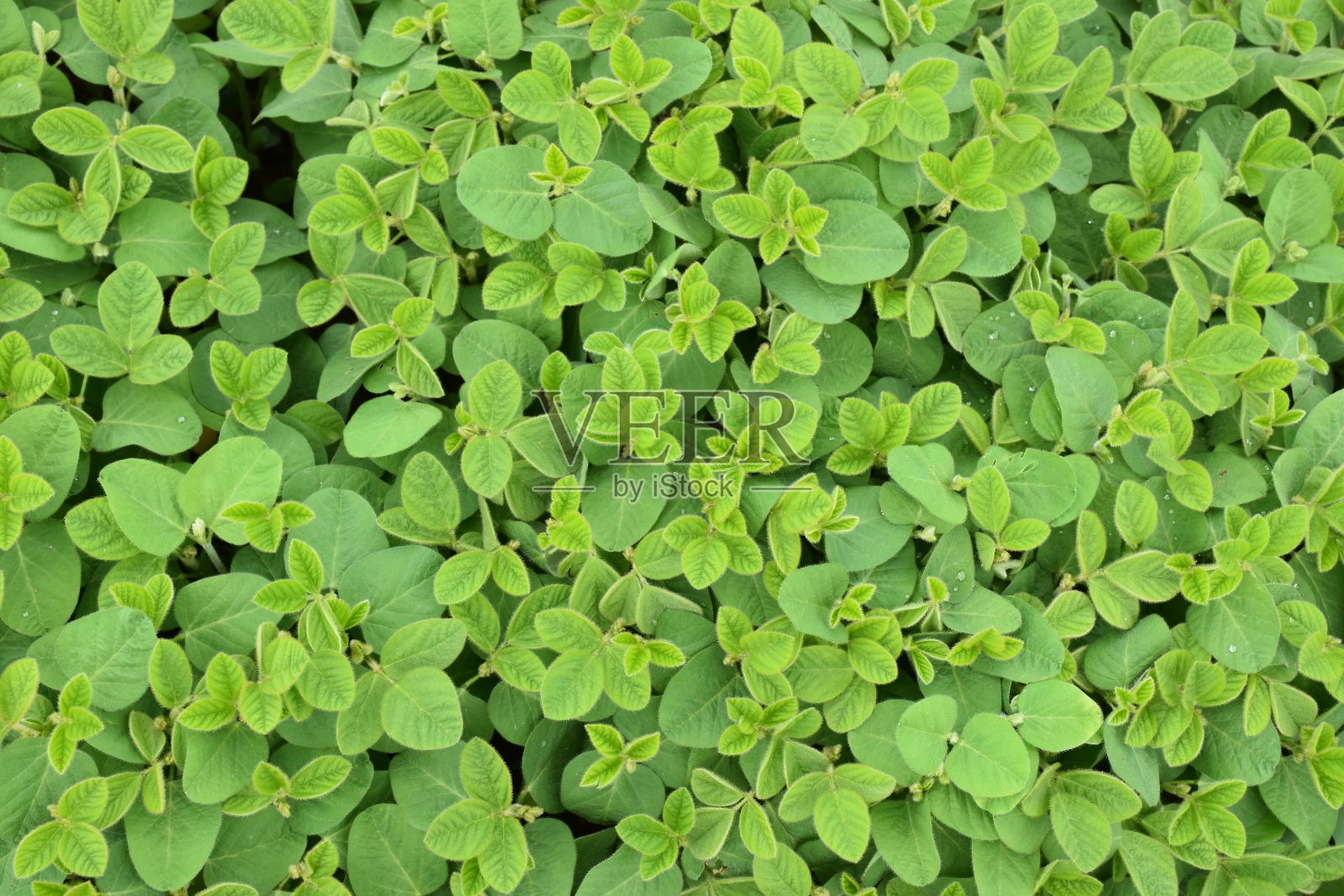 非盟查顿照片摄影图片