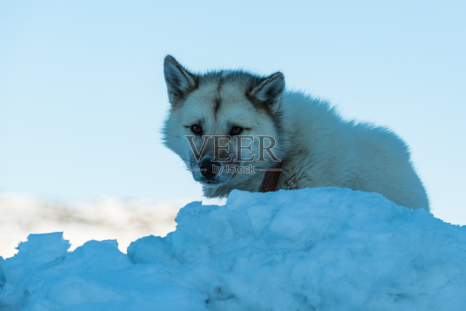 格陵兰狗在雪堆上照片摄影图片