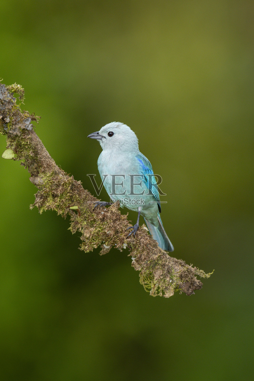 Sayaca经理在野外的股票照片照片摄影图片