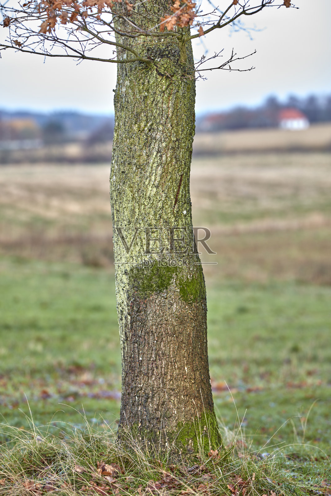 阔叶树照片摄影图片