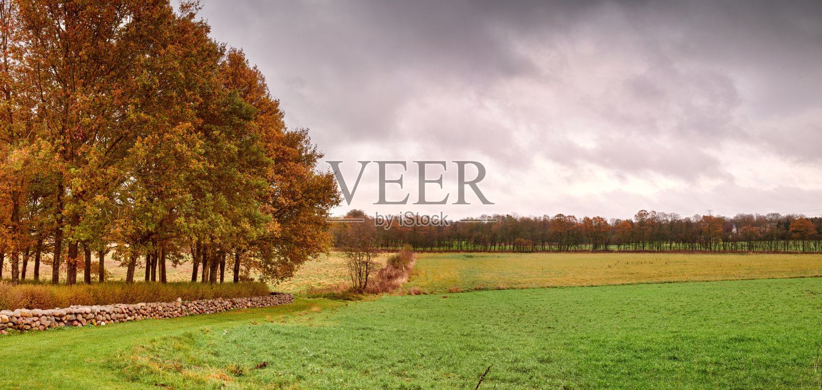 秋天的树照片摄影图片