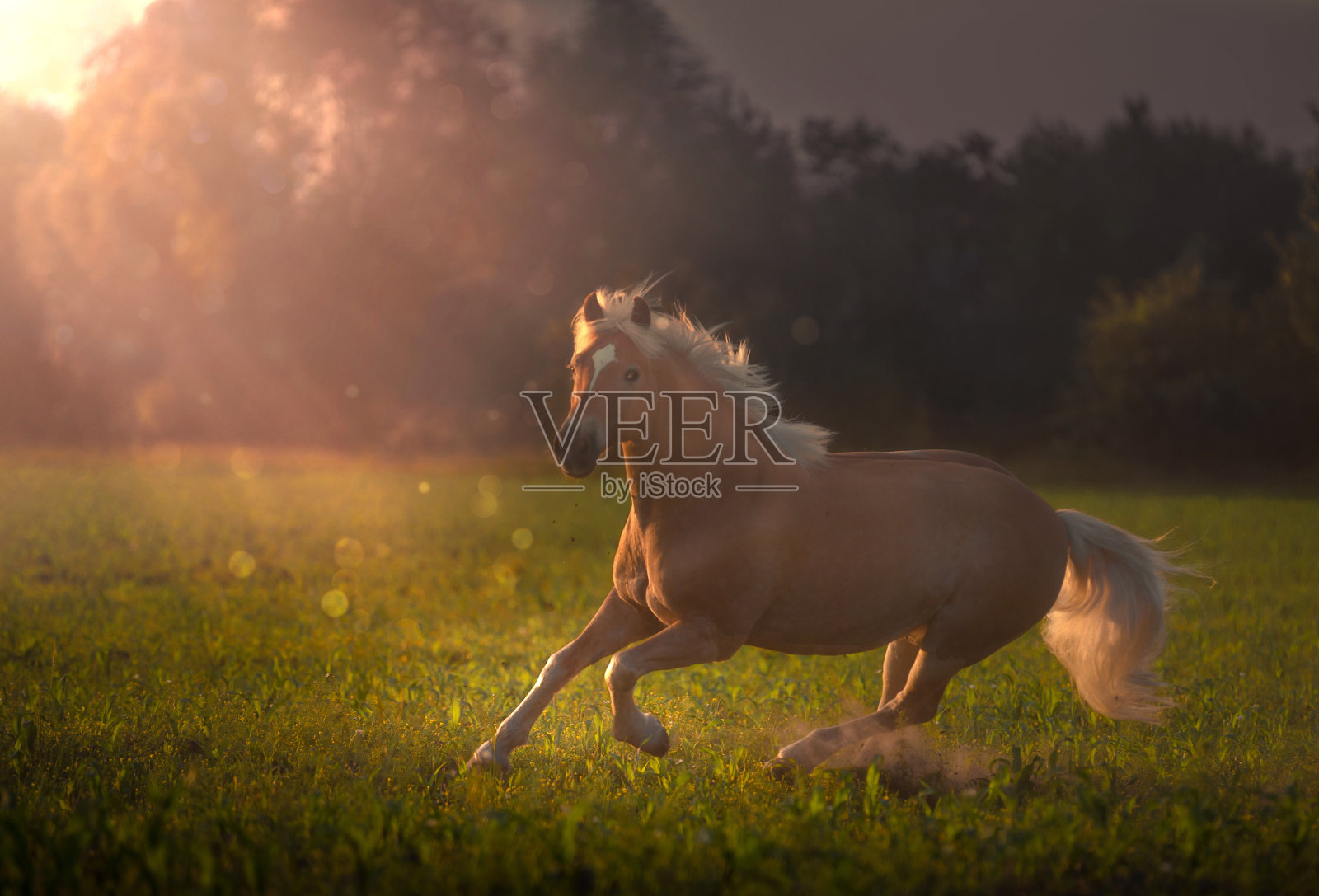白色鬃毛的哈夫林格马在夕阳下奔跑照片摄影图片