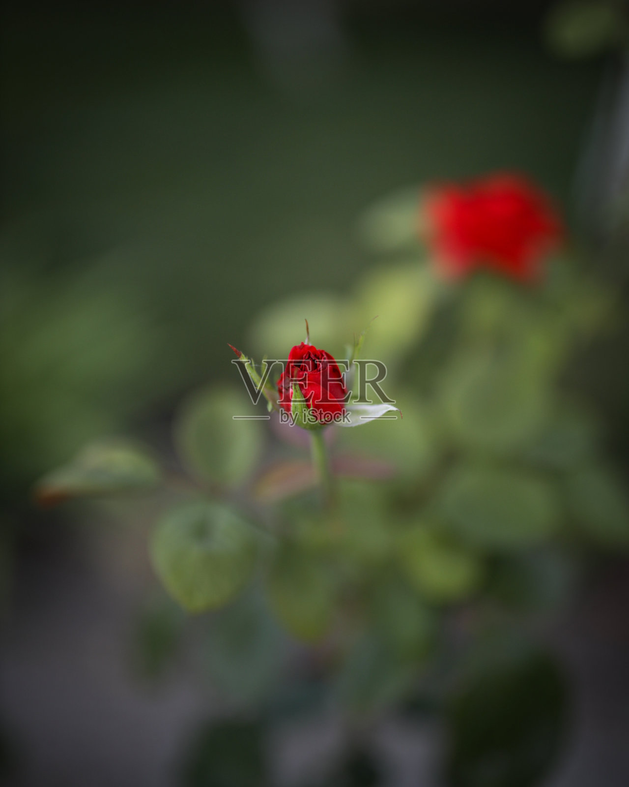 小红玫瑰照片摄影图片