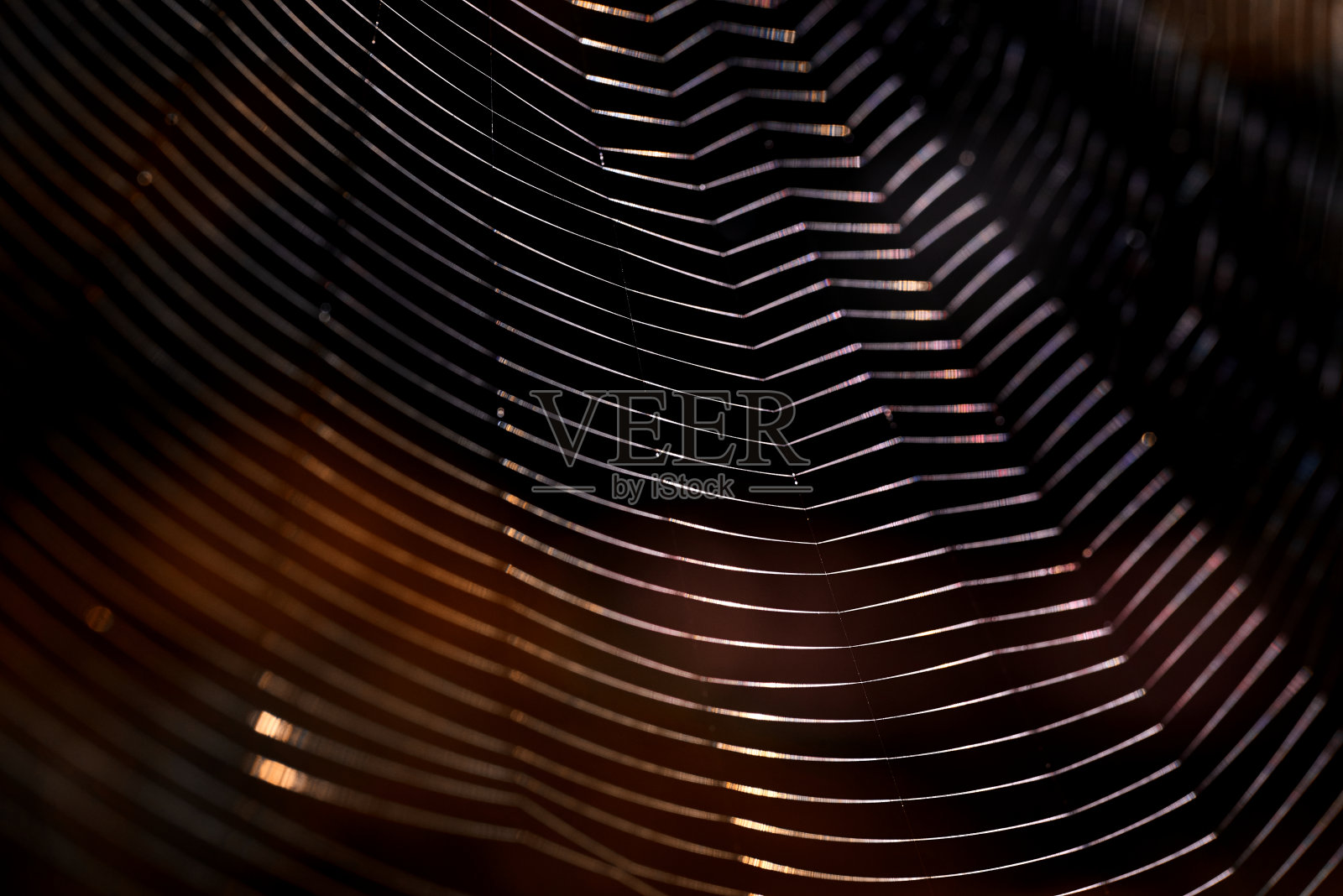 蜘蛛网的特写镜头照片摄影图片