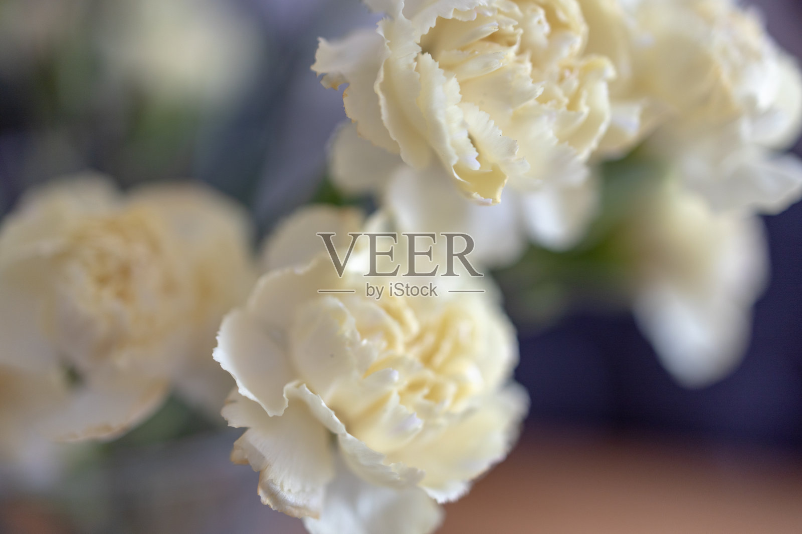 白玫瑰，特写，从侧面看，背景模糊照片摄影图片