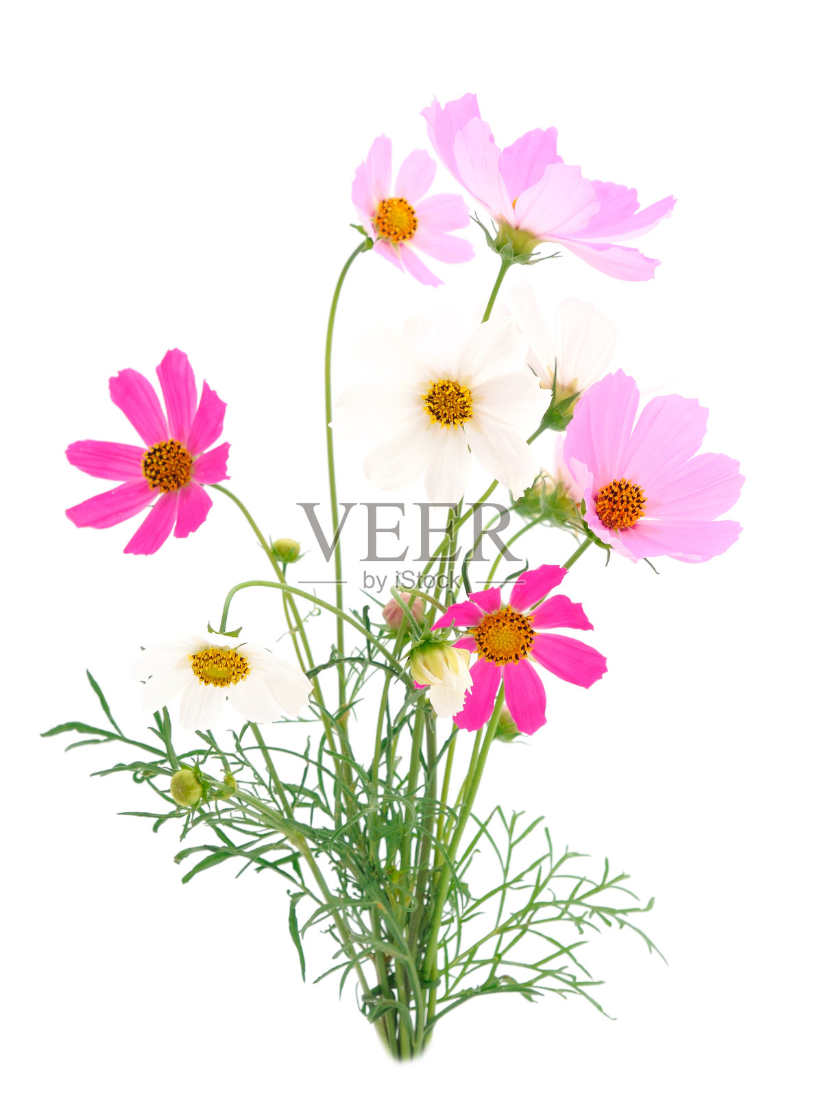 美丽的粉红色野花。照片摄影图片