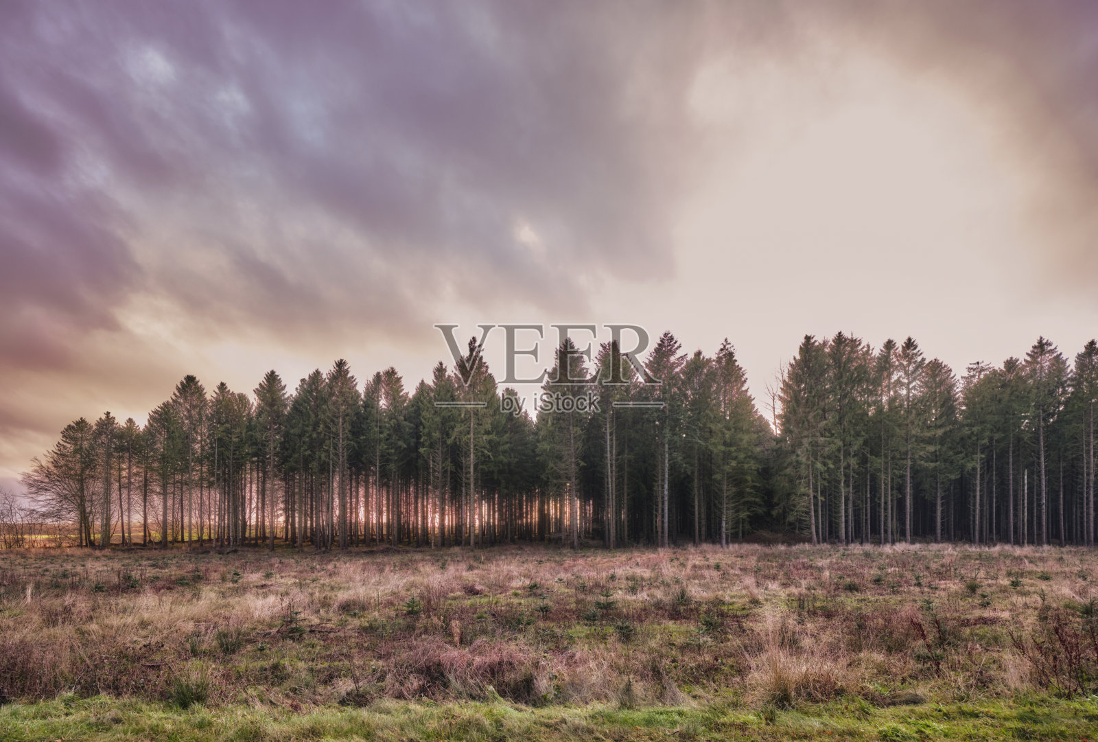 阔叶树照片摄影图片