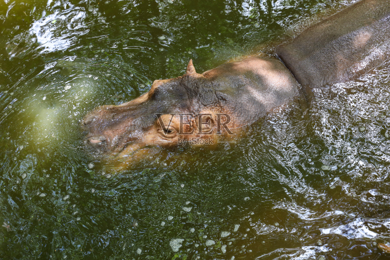 大河马漂浮在河里照片摄影图片
