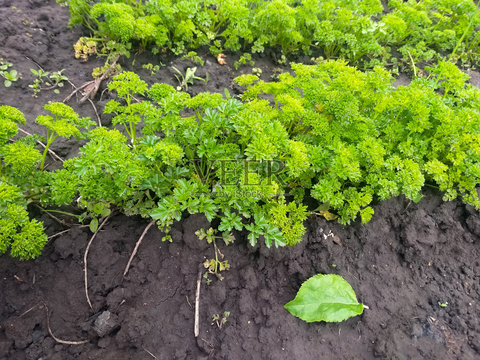 春天的背景:嫩绿的蔬菜园床照片摄影图片