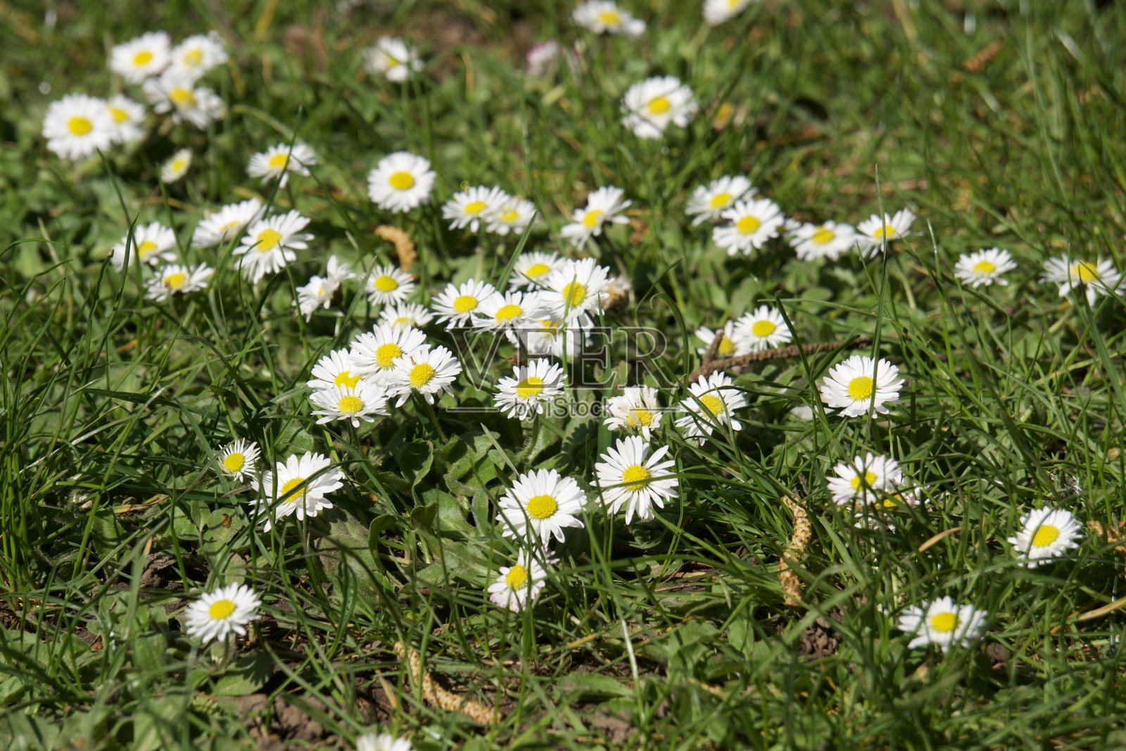 雏菊(美雏菊)照片摄影图片