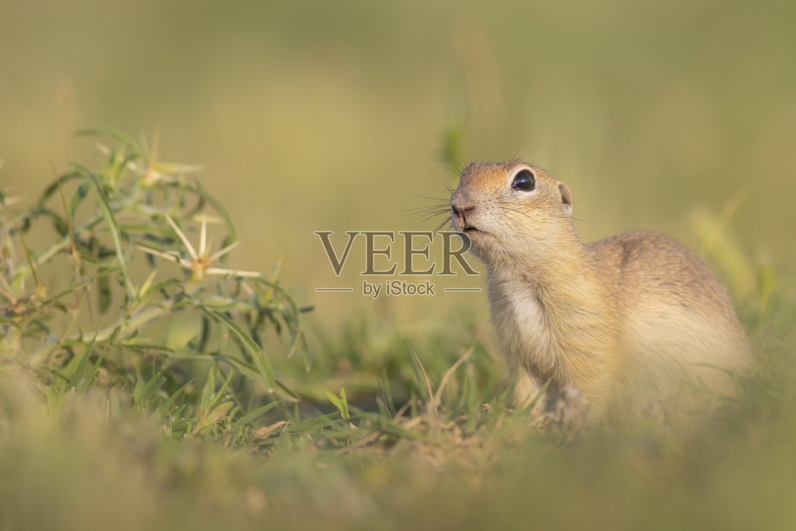 可爱有趣的动物。地松鼠。绿色自然背景。照片摄影图片