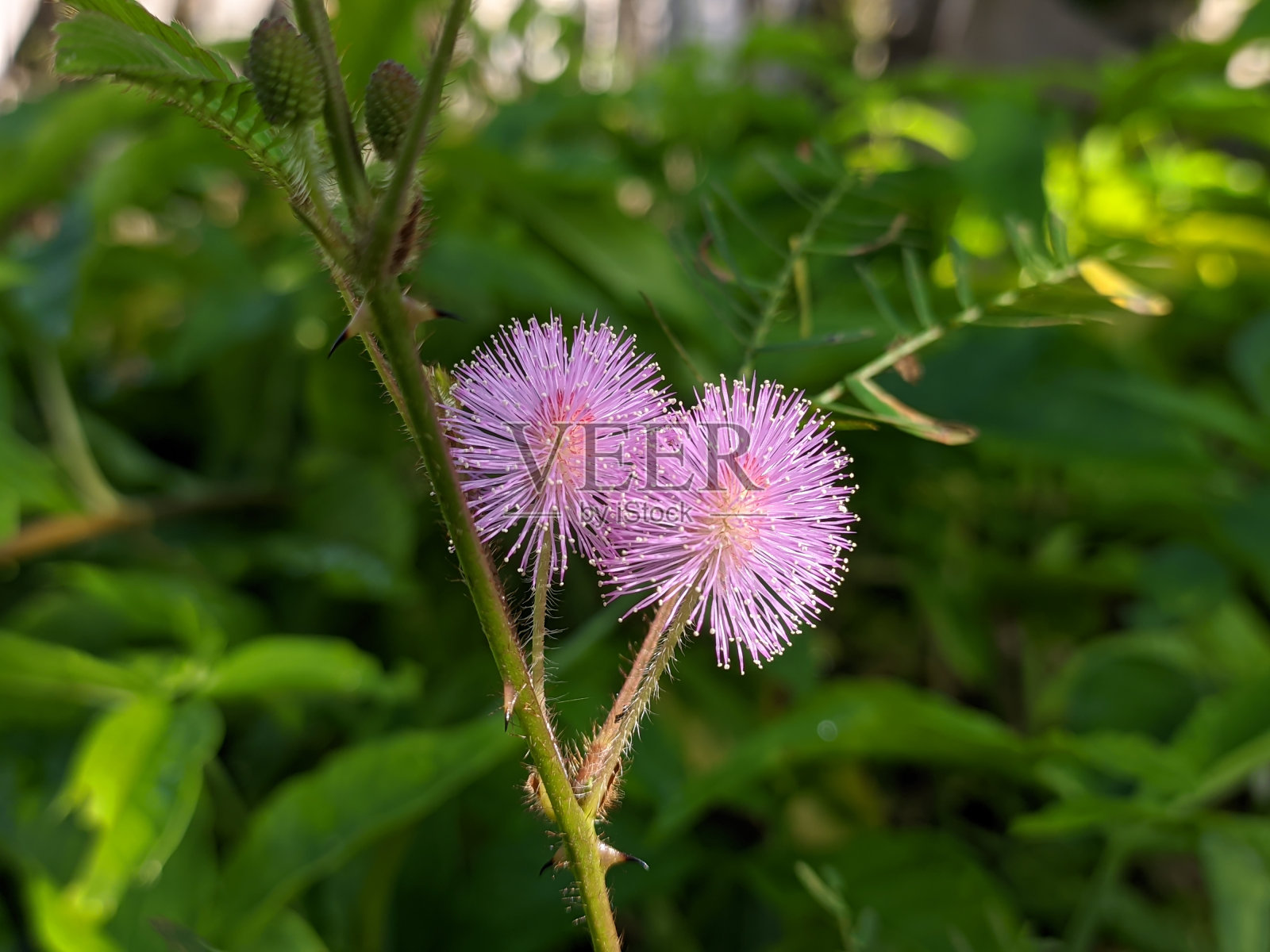 含羞草花在早晨照片摄影图片
