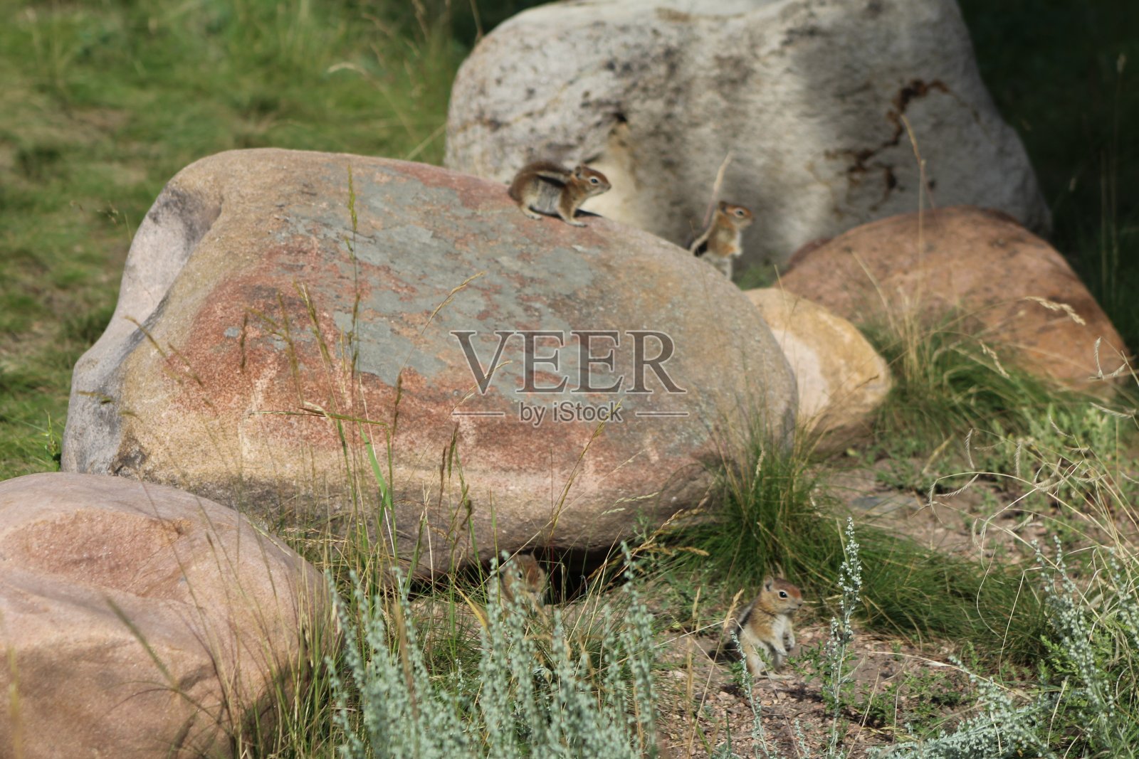 花栗鼠照片摄影图片