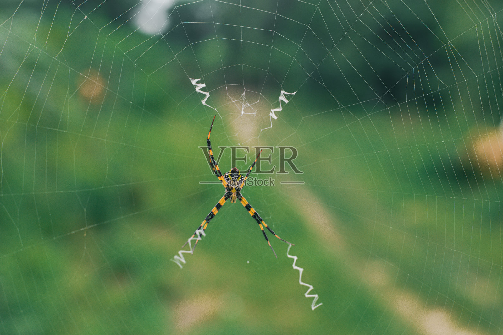 蜘蛛照片摄影图片