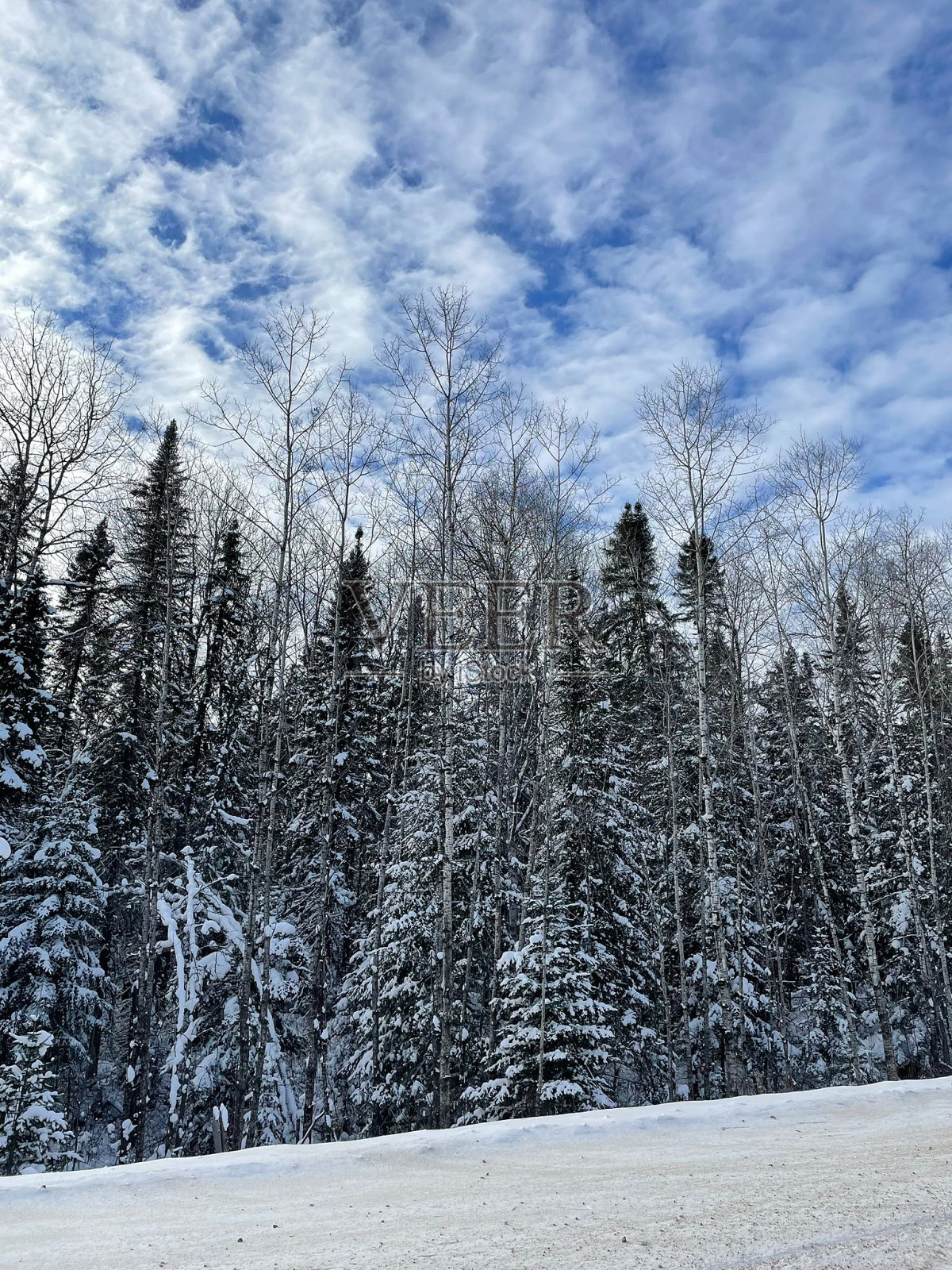 路边。雪树。肮脏的积雪。照片摄影图片
