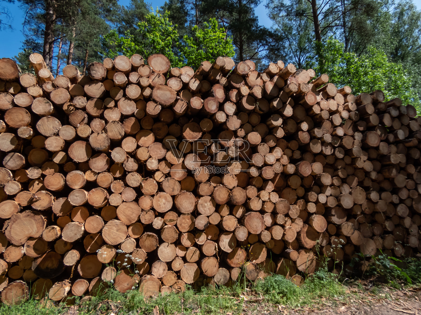 在一个阳光明媚的日子里，一大堆砍下来的木头躺在森林里的地上。砍伐森林的概念照片摄影图片