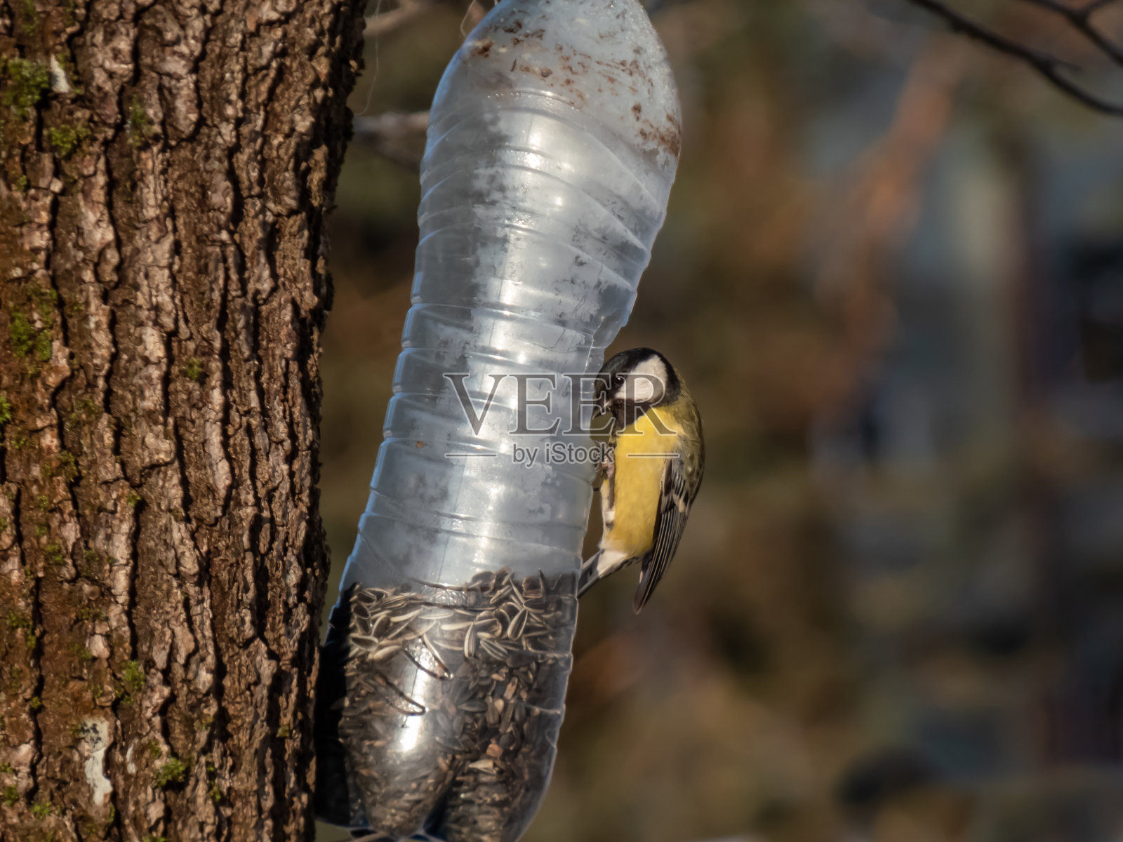 冬天，大山雀(Parus major)用重复使用的塑料瓶和种子制成的喂食器。自制塑料瓶喂鸟器照片摄影图片